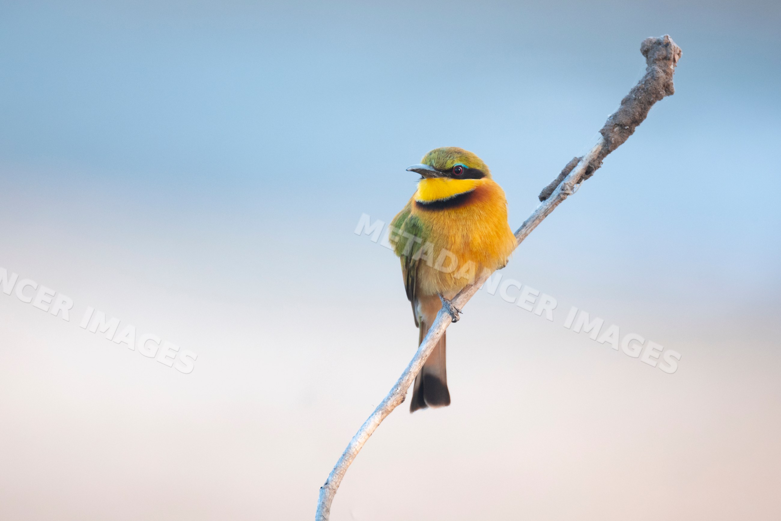 Little Bee-Eater perched on branch in a park