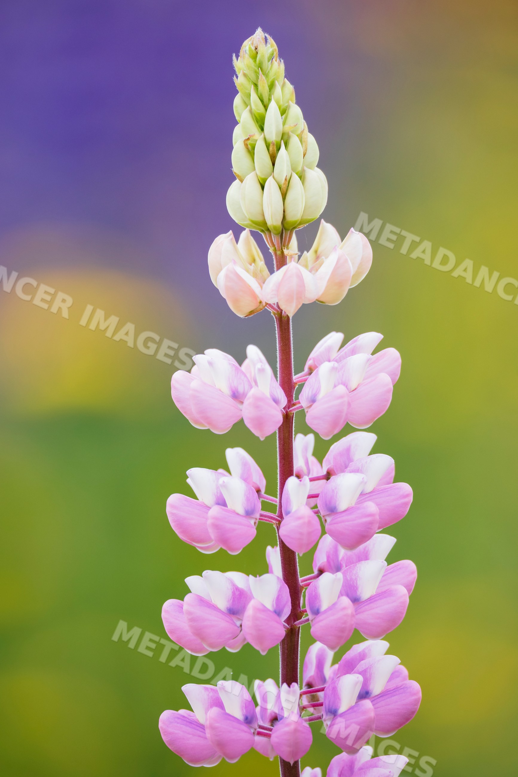 Lupine flower blooming in summerford, Newfoundland & labrador