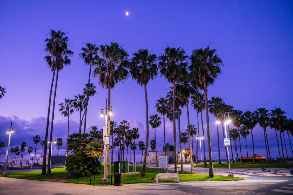 Palm trees at twilight in Venice Beach park with crescent moon