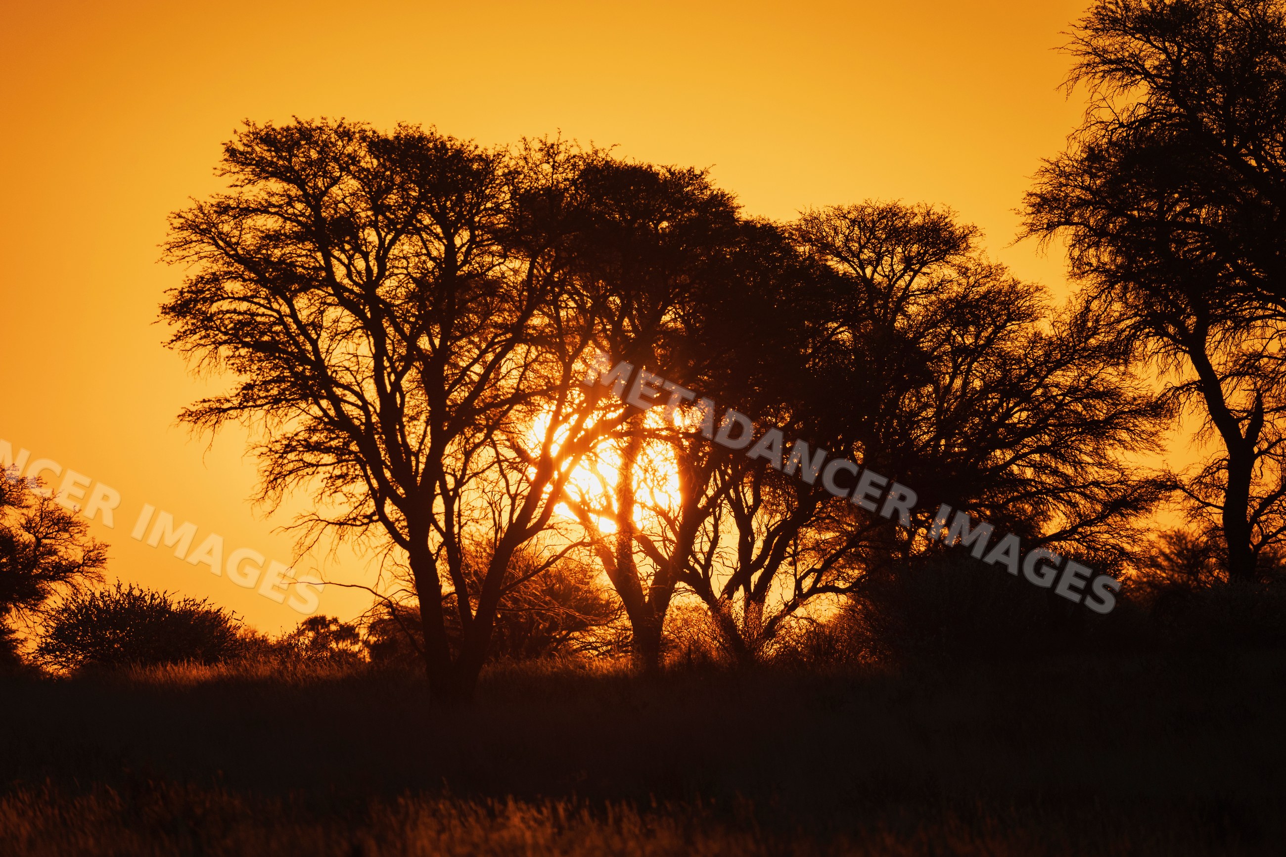Sunset glowing through acacia trees
