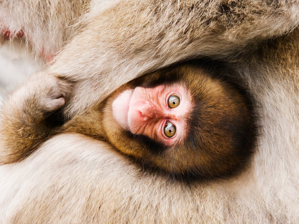Baby Japanese macaque nestled in mother's fur in winter Japan