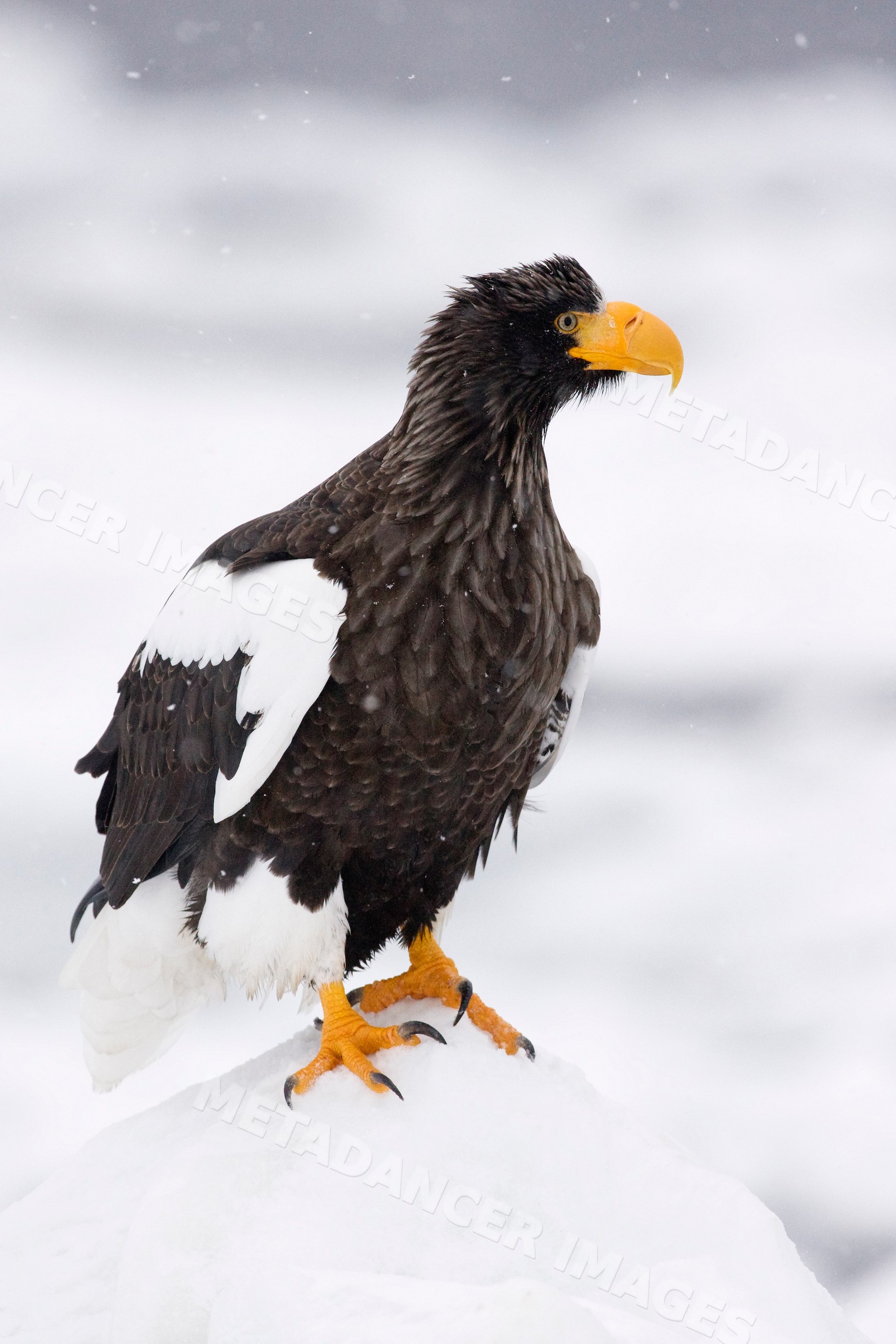 Steller's sea eagle perched on snowy ice japan