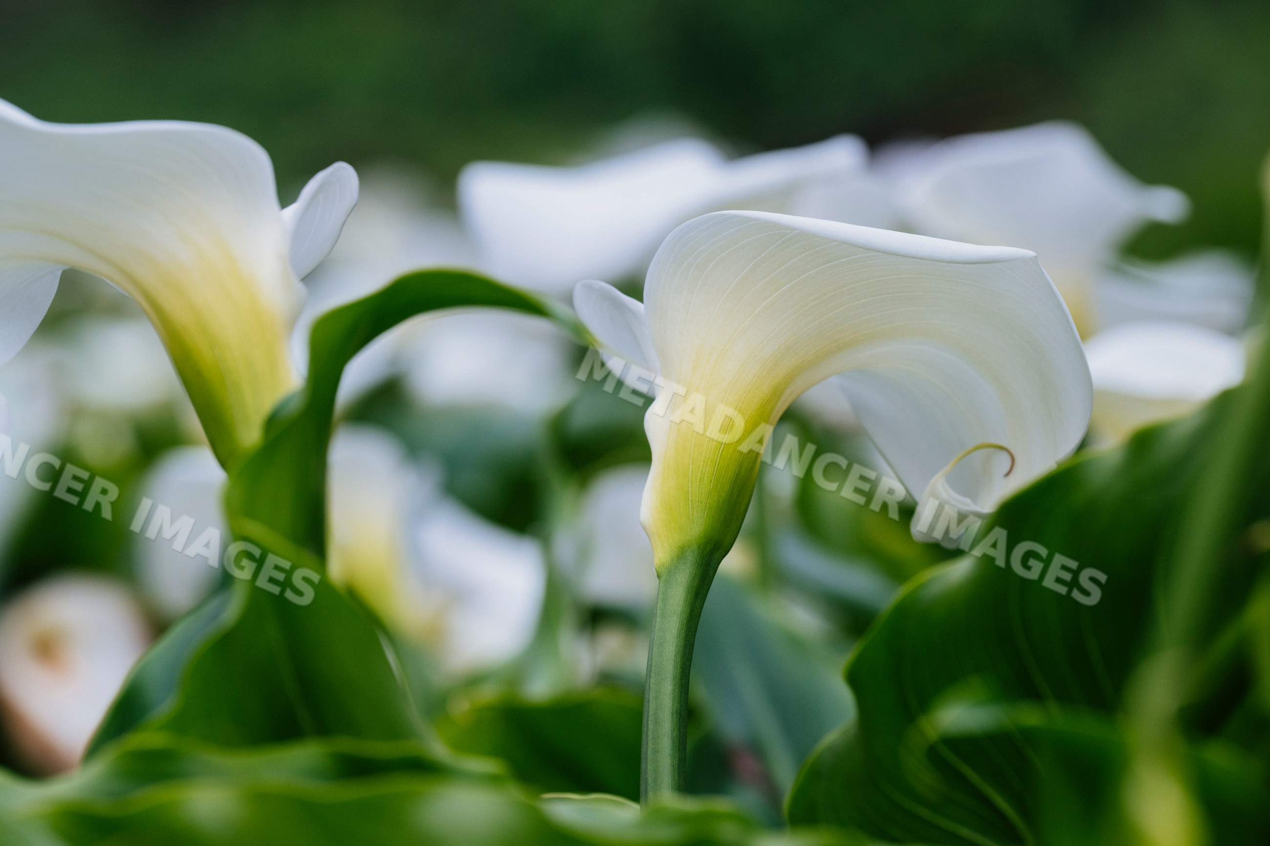 White calla lilies blooming in garden