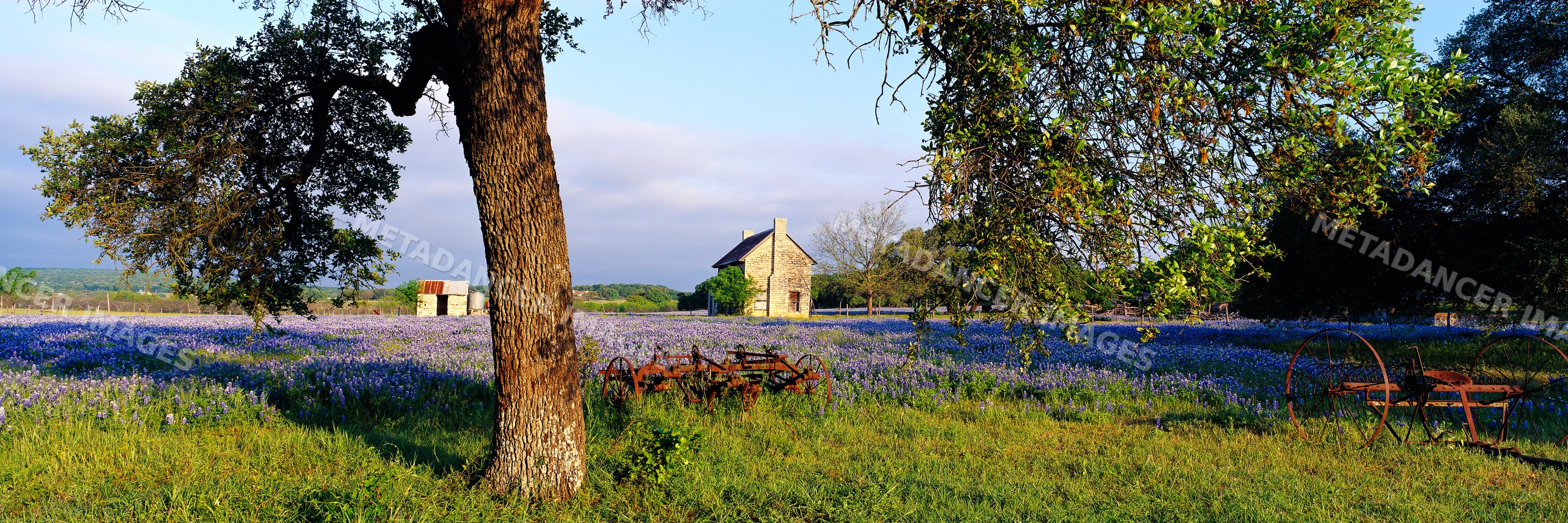 Cottage of bluebonnets with rusty farming equipment