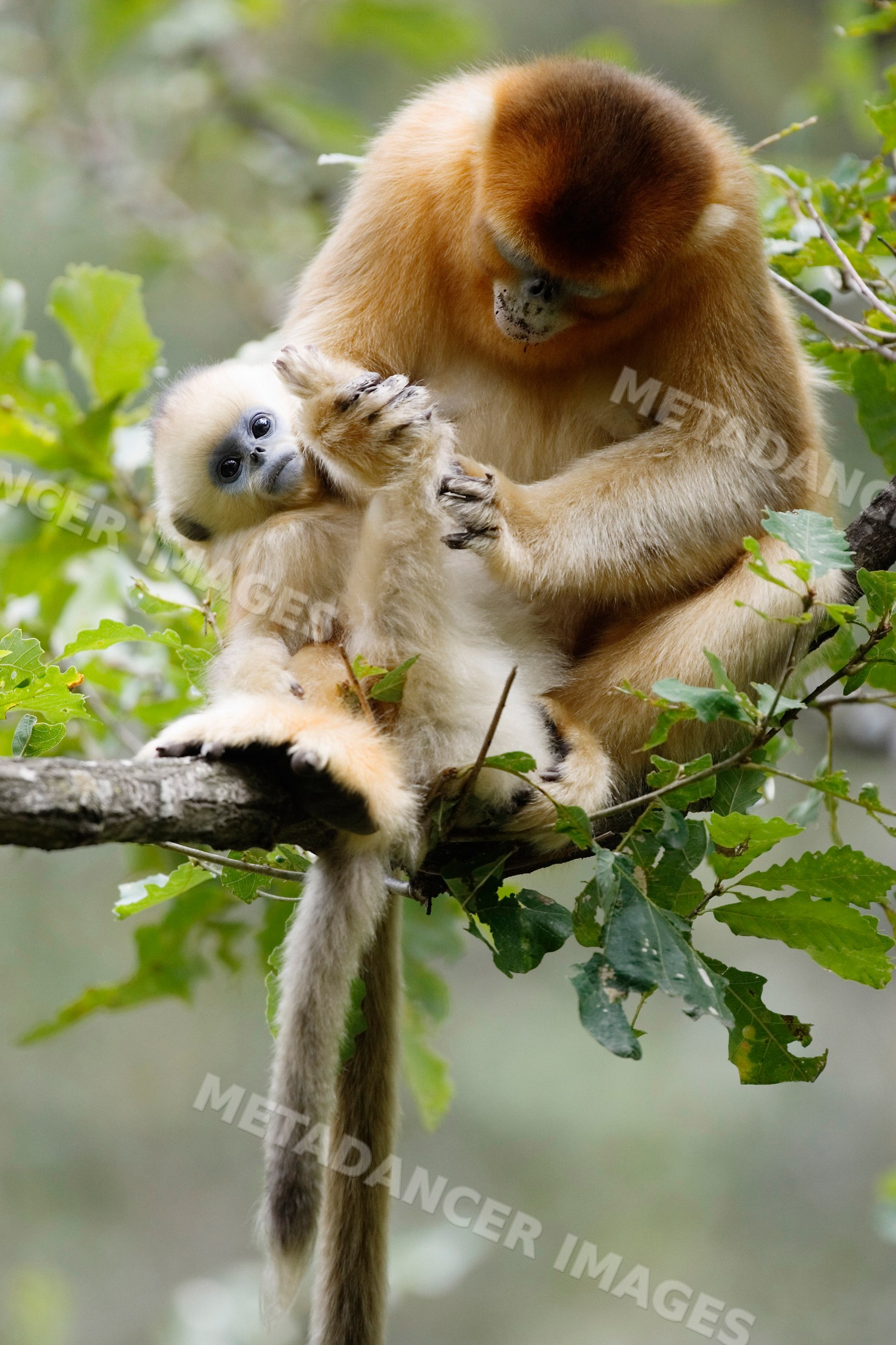 Golden monkey mother caring for baby on tree branch