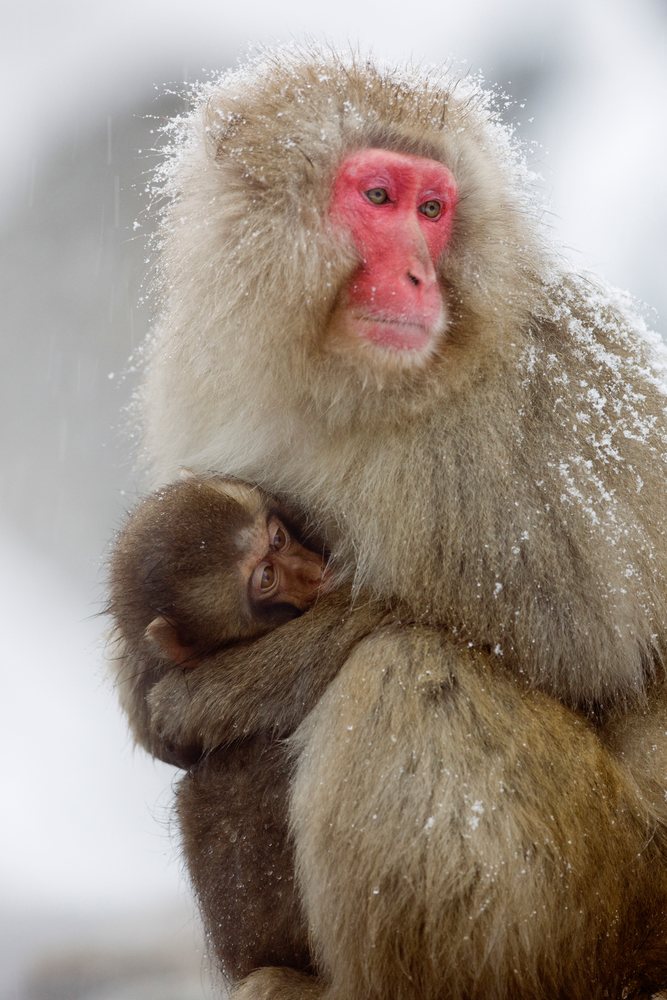 Japanese macaque mother holding young in snow, japan