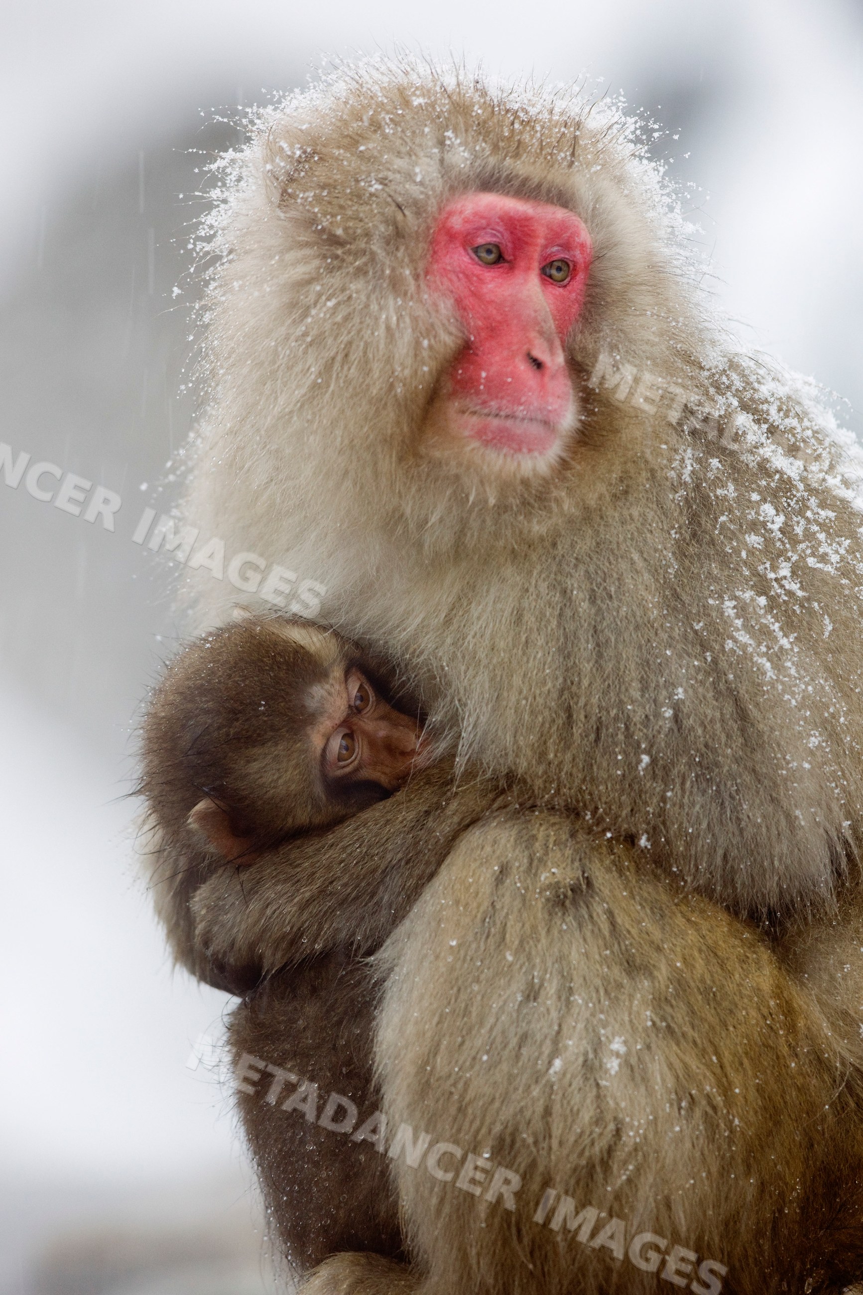 Japanese macaque mother holding young in snow, japan