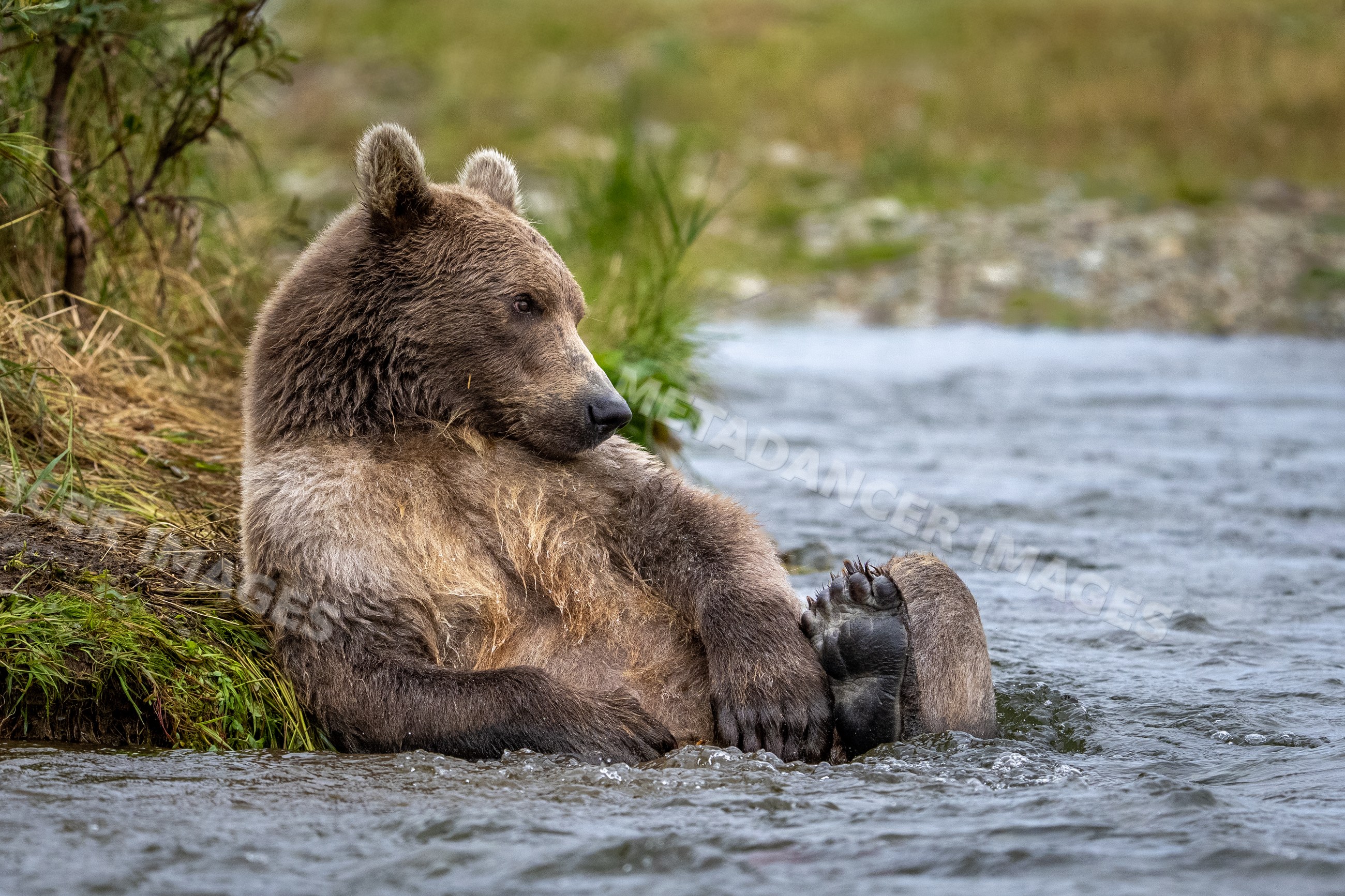 Alaskan Brown bear sitting and relaxing