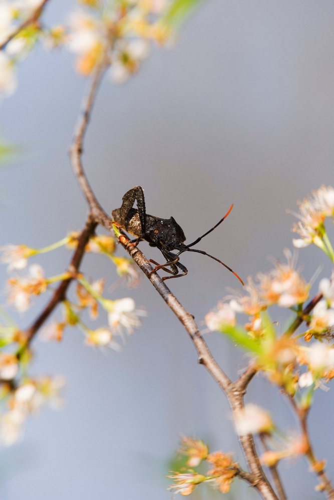 Stinkbug on flowering branch in natural outdoor setting