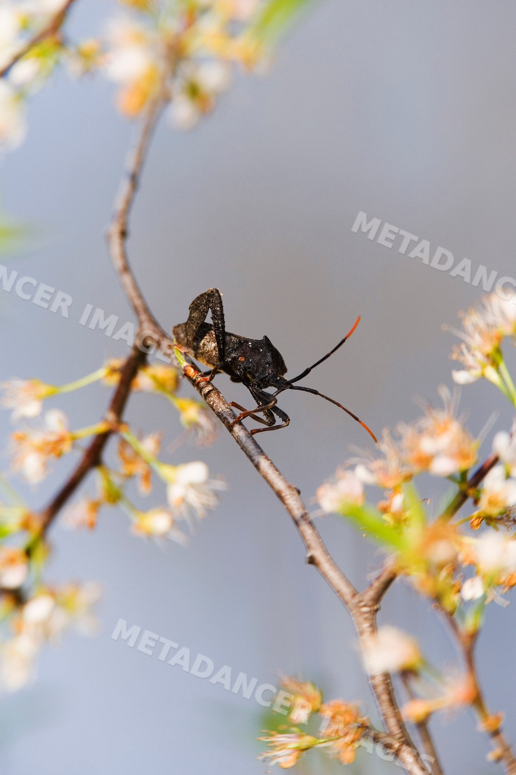 Stinkbug on flowering branch in natural outdoor setting