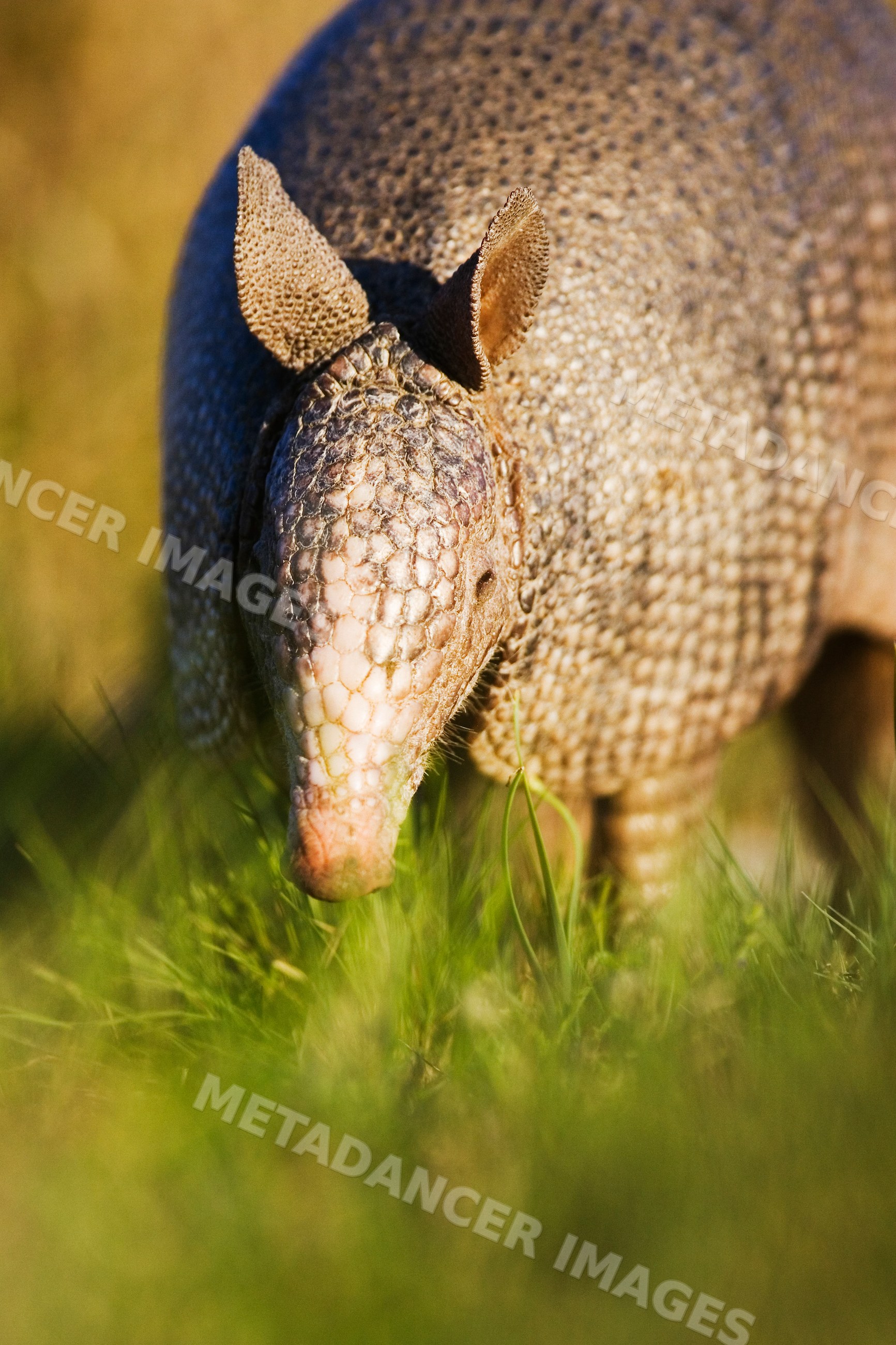 Close-up of an armadillo in grass in Texas wildlife