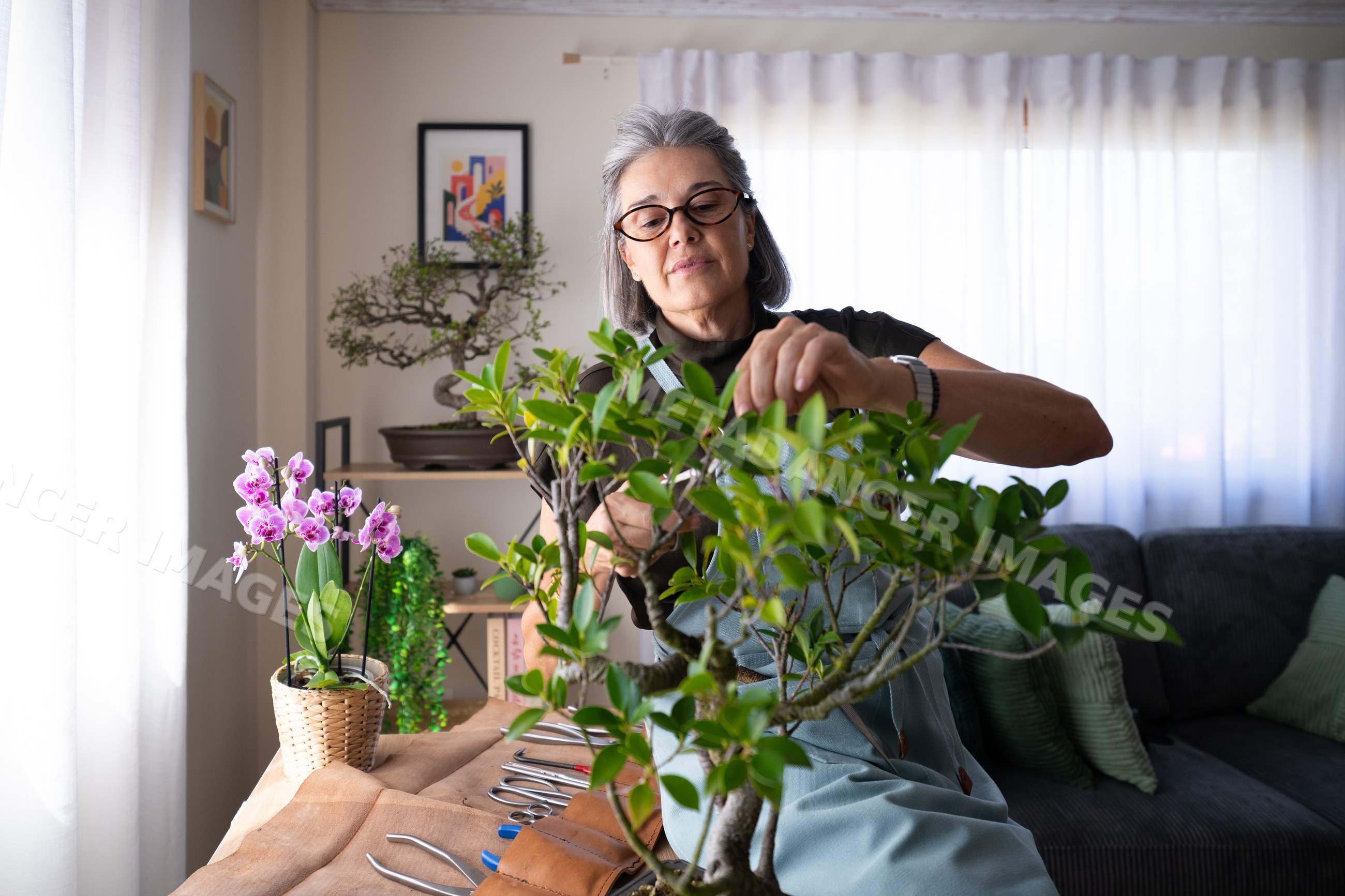 White woman pruning bonsai tree indoors with orchids and gardening