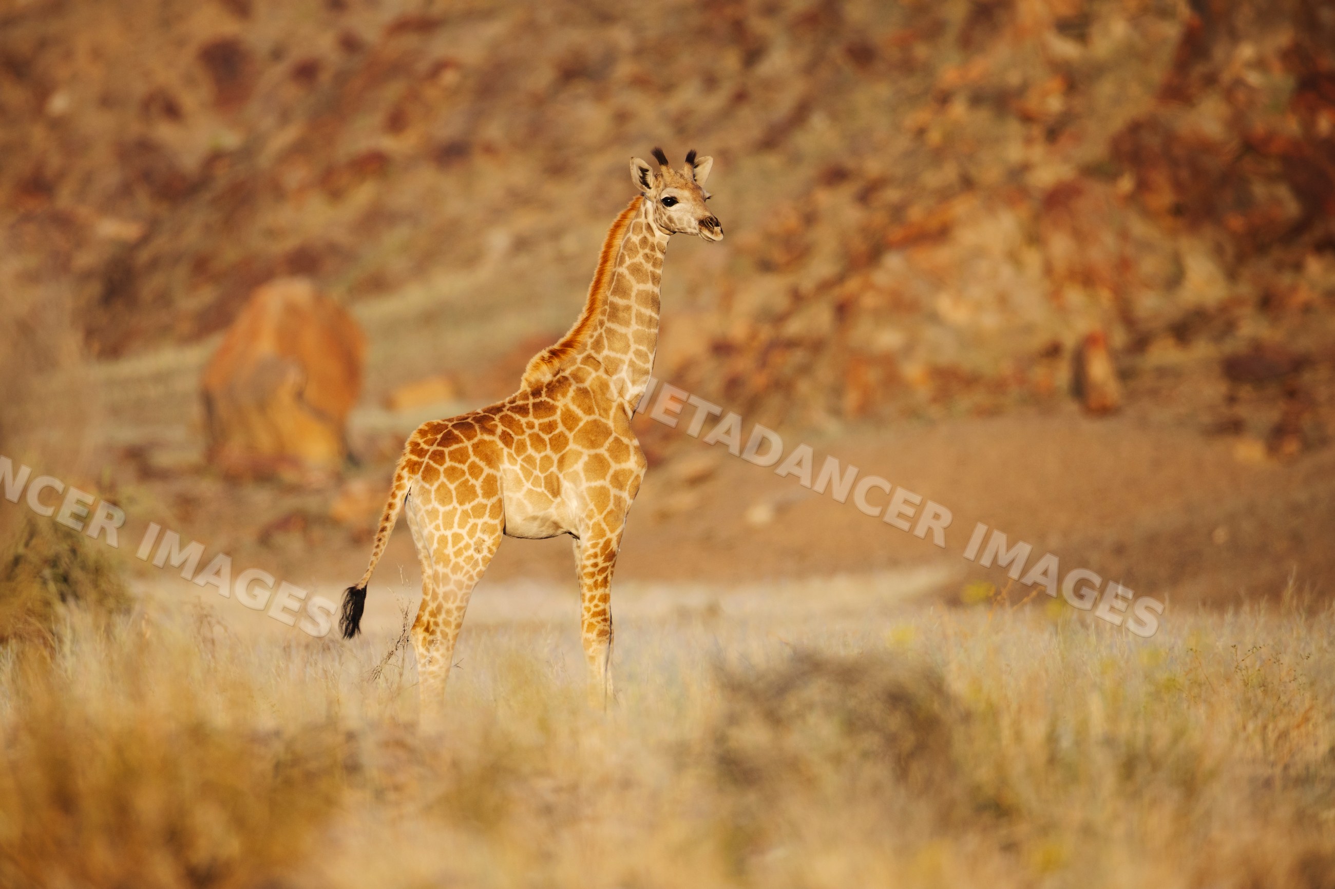 Young Giraffe standing in dry grassland of hoanib river valley