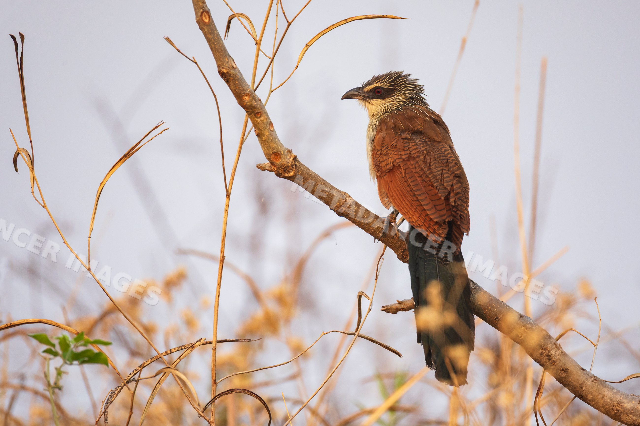 White-Browed Coucal perched in South Luangwa national park, Zambia