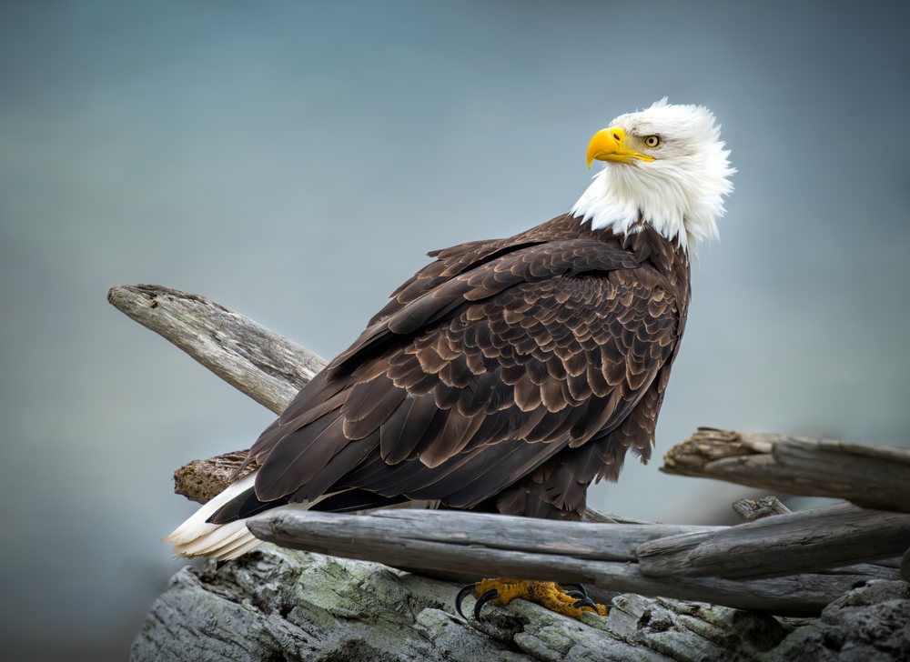 Bald eagle perched on driftwood and rocky surface in USA wildlife
