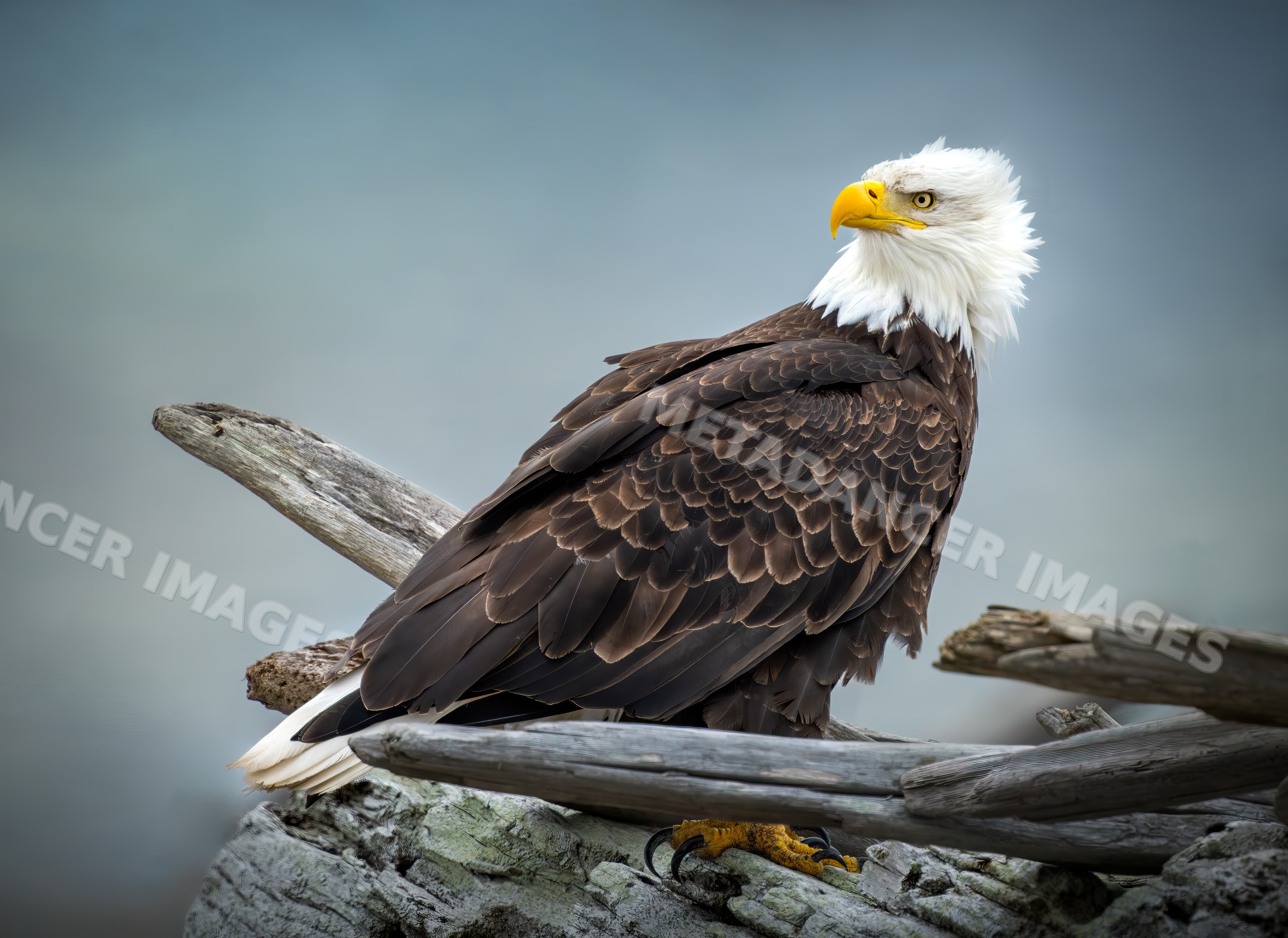 Bald eagle perched on driftwood and rocky surface in USA wildlife