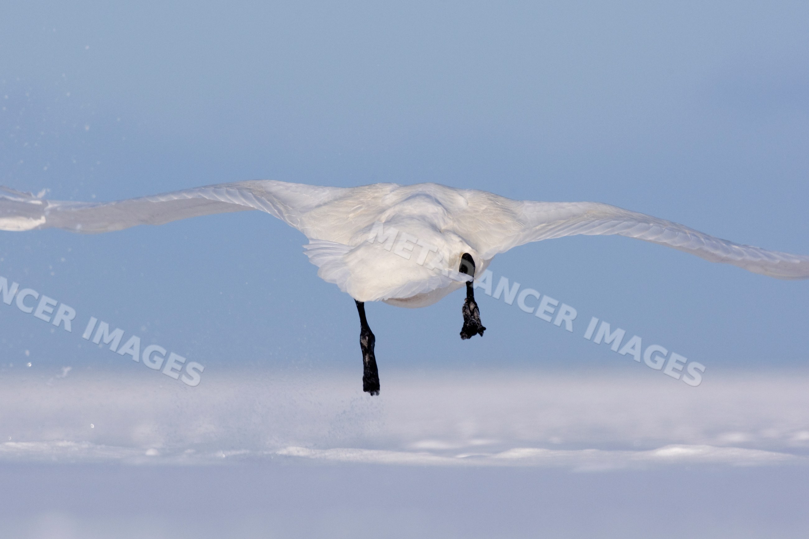 Whooper swan in flight over snow, hokkaido