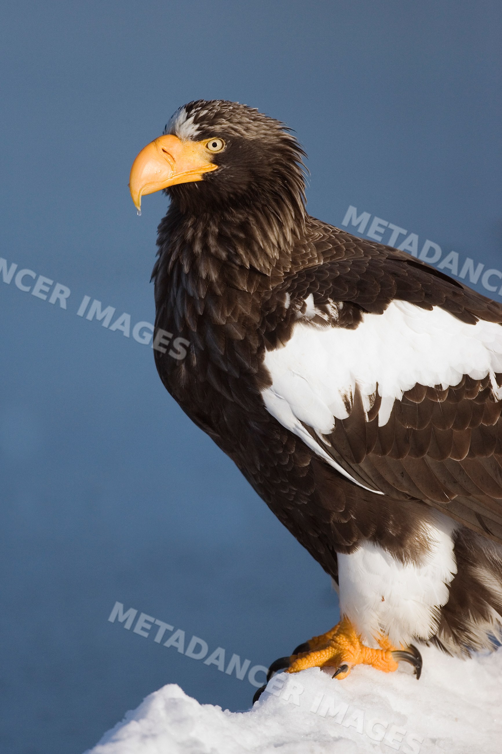 Steller's sea eagle perched on snow, Japan winter wildlife