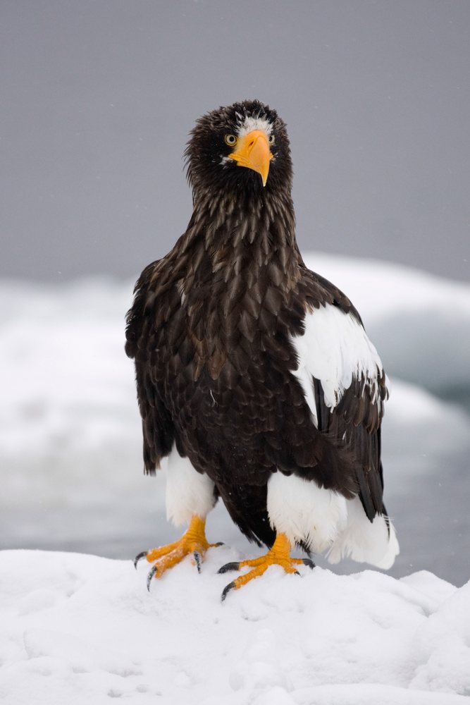 Steller's sea eagle standing on snow, japan