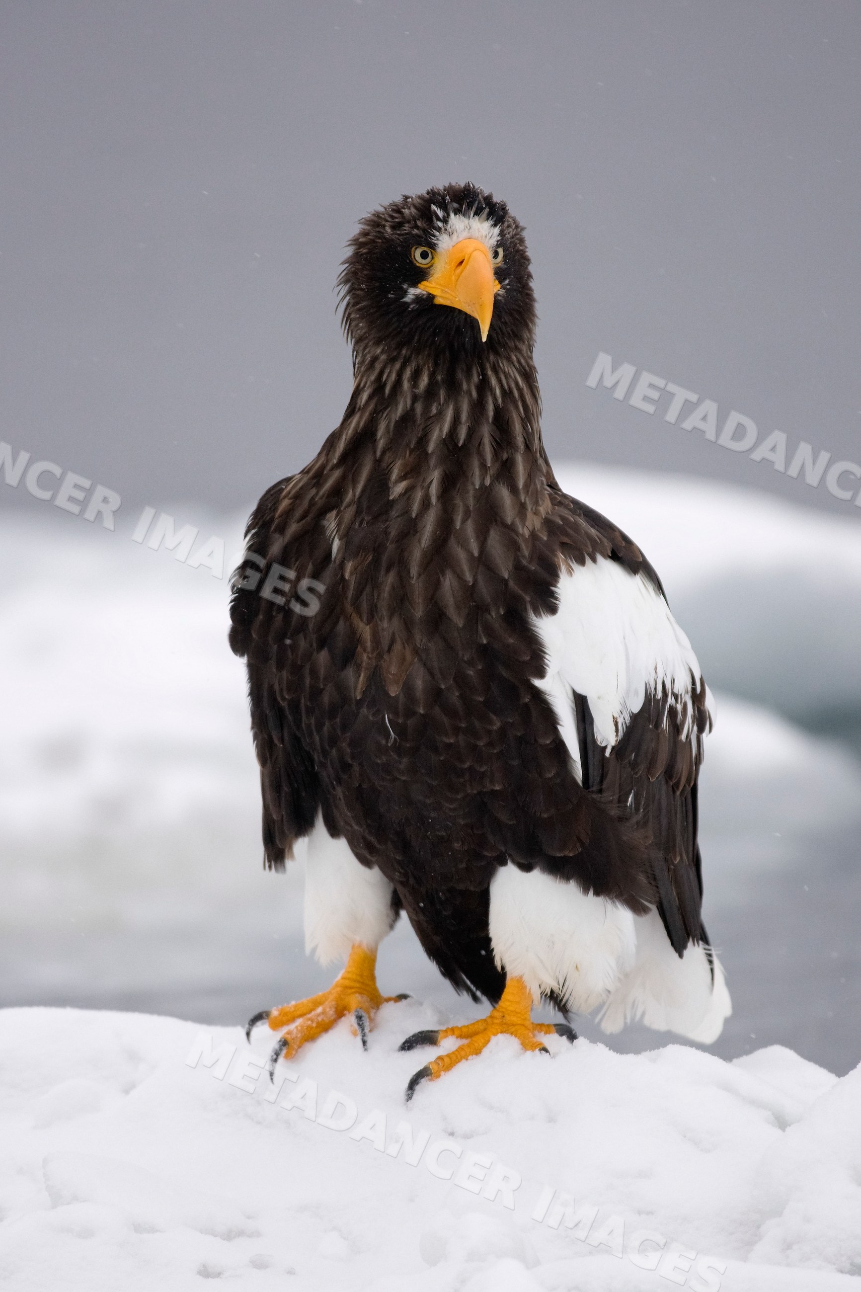 Steller's sea eagle standing on snow, japan