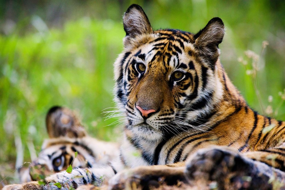 Tiger resting with another tiger in natural environment