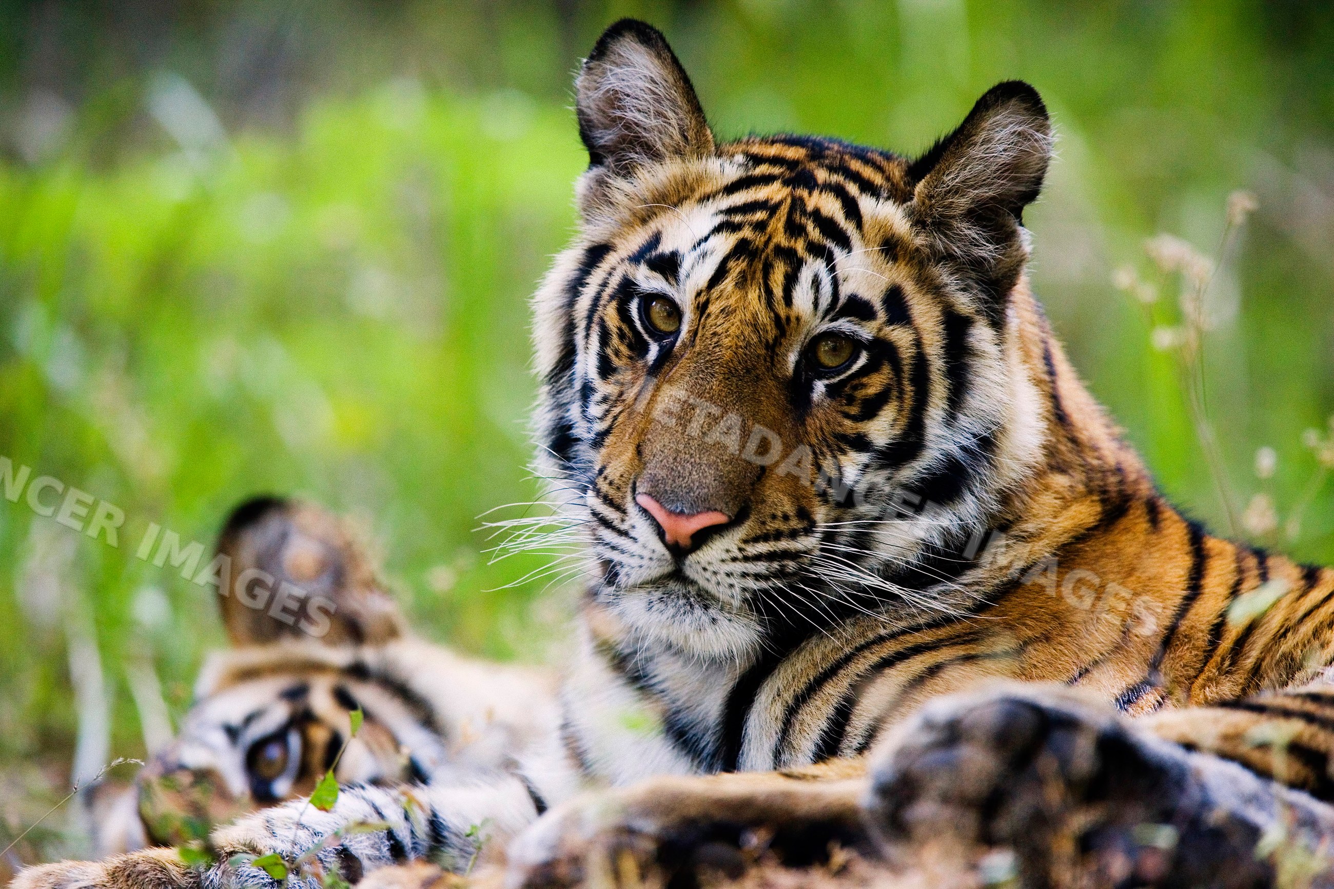 Tiger resting with another tiger in natural environment