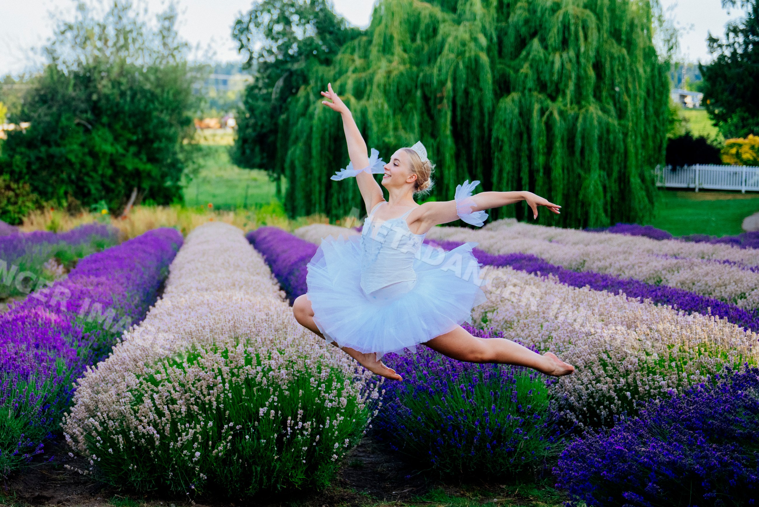 A ballet white dancer leaps gracefully over lavender rows