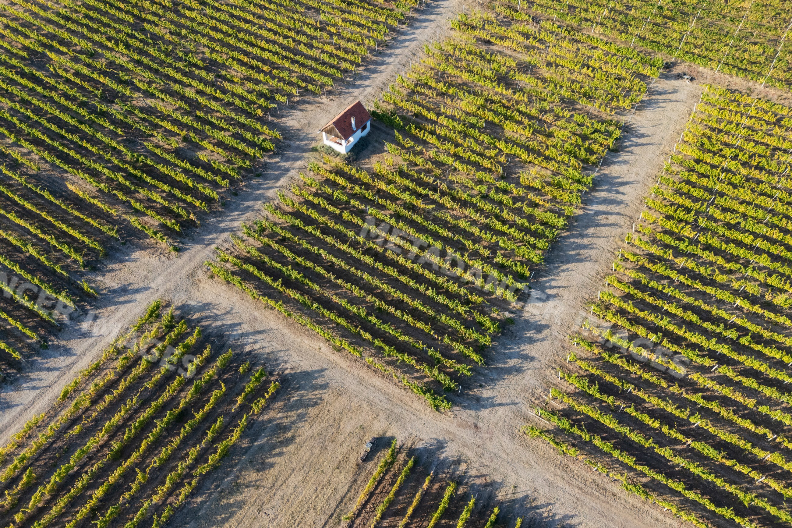 Aerial view of grape Vines in a vineyard at tojaj, Hungary