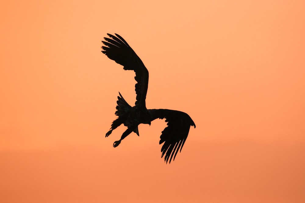 White-tailed eagle silhouette flying at sunset, Japan