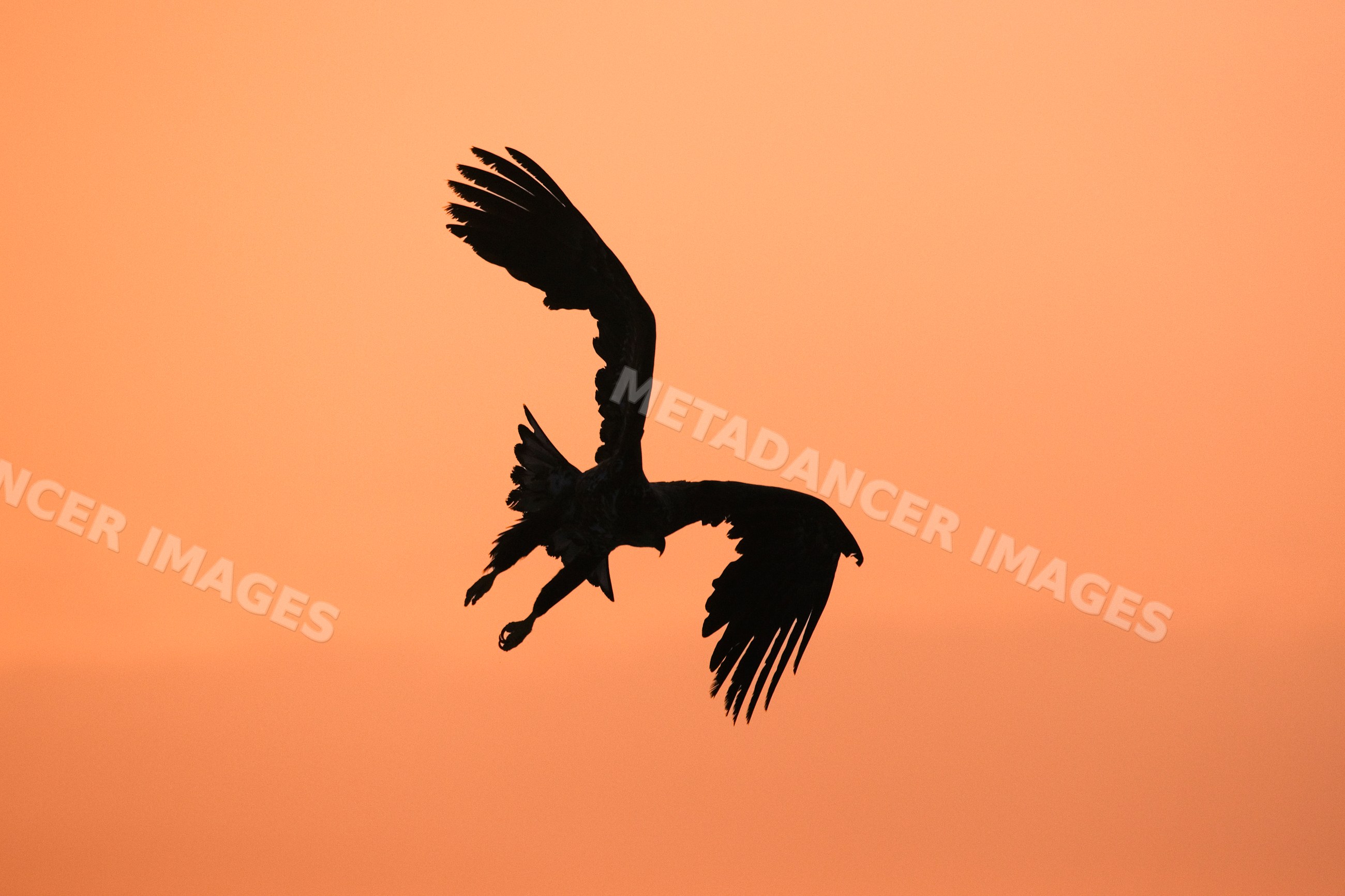 White-tailed eagle silhouette flying at sunset, Japan