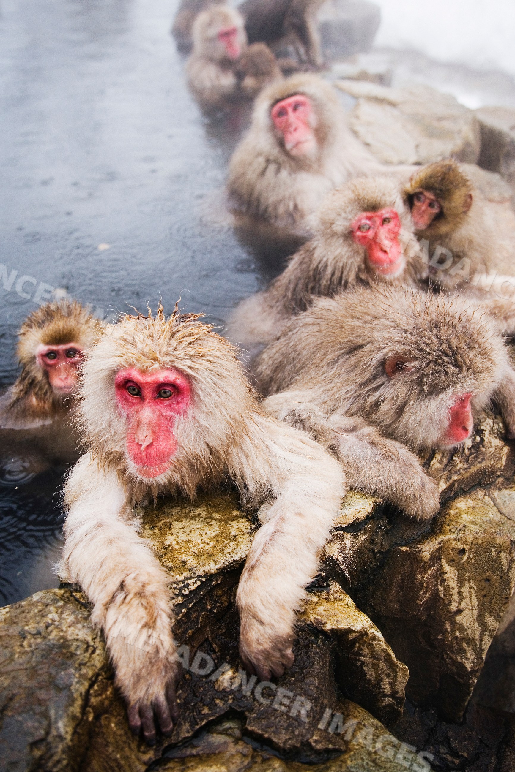 Japanese macaques relaxing in hot spring in Japan winter wildlife
