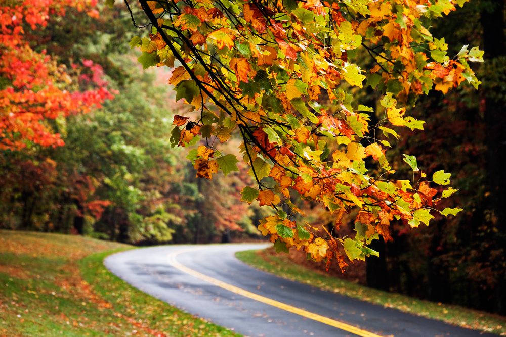 Tree branch with autumn foliage over curved road