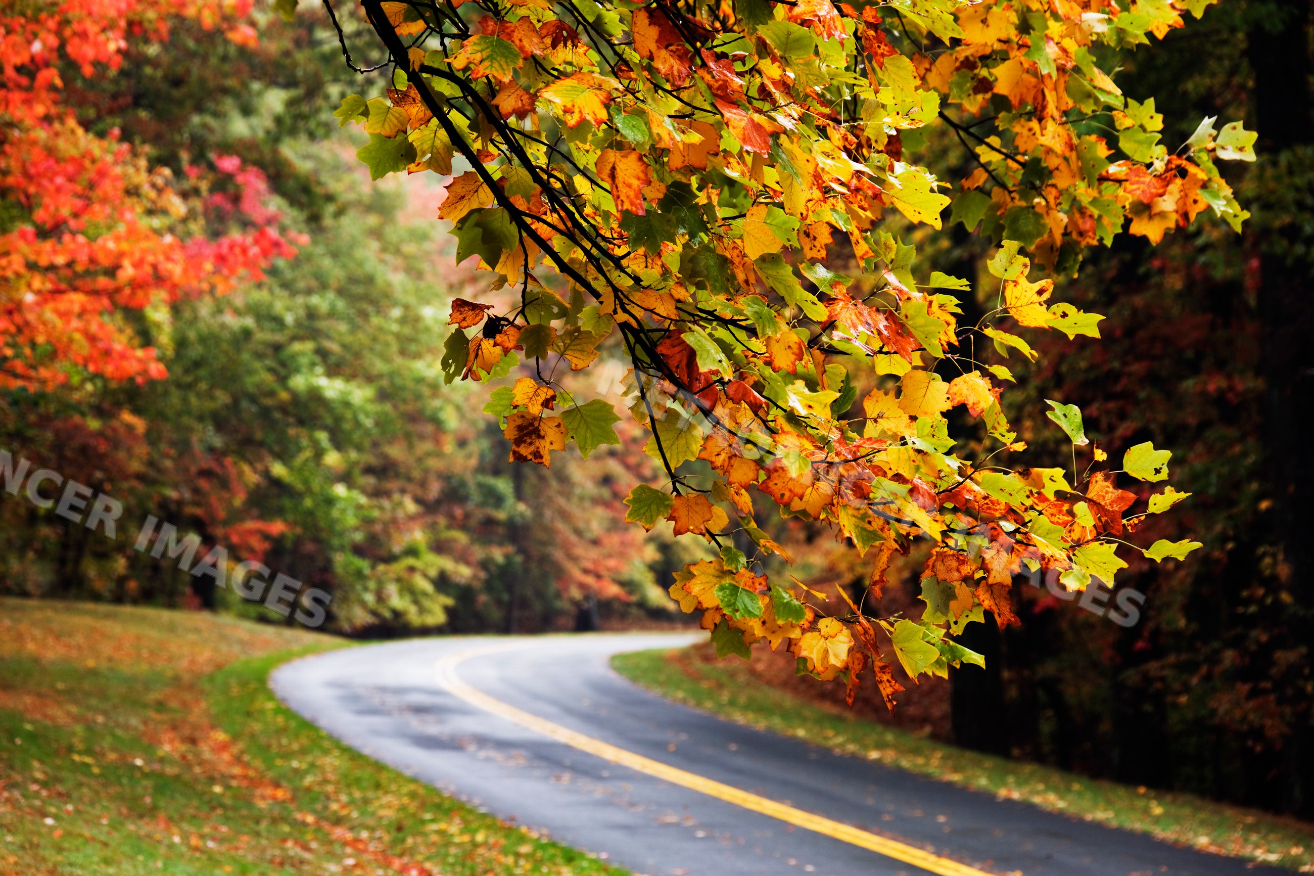 Tree branch with autumn foliage over curved road