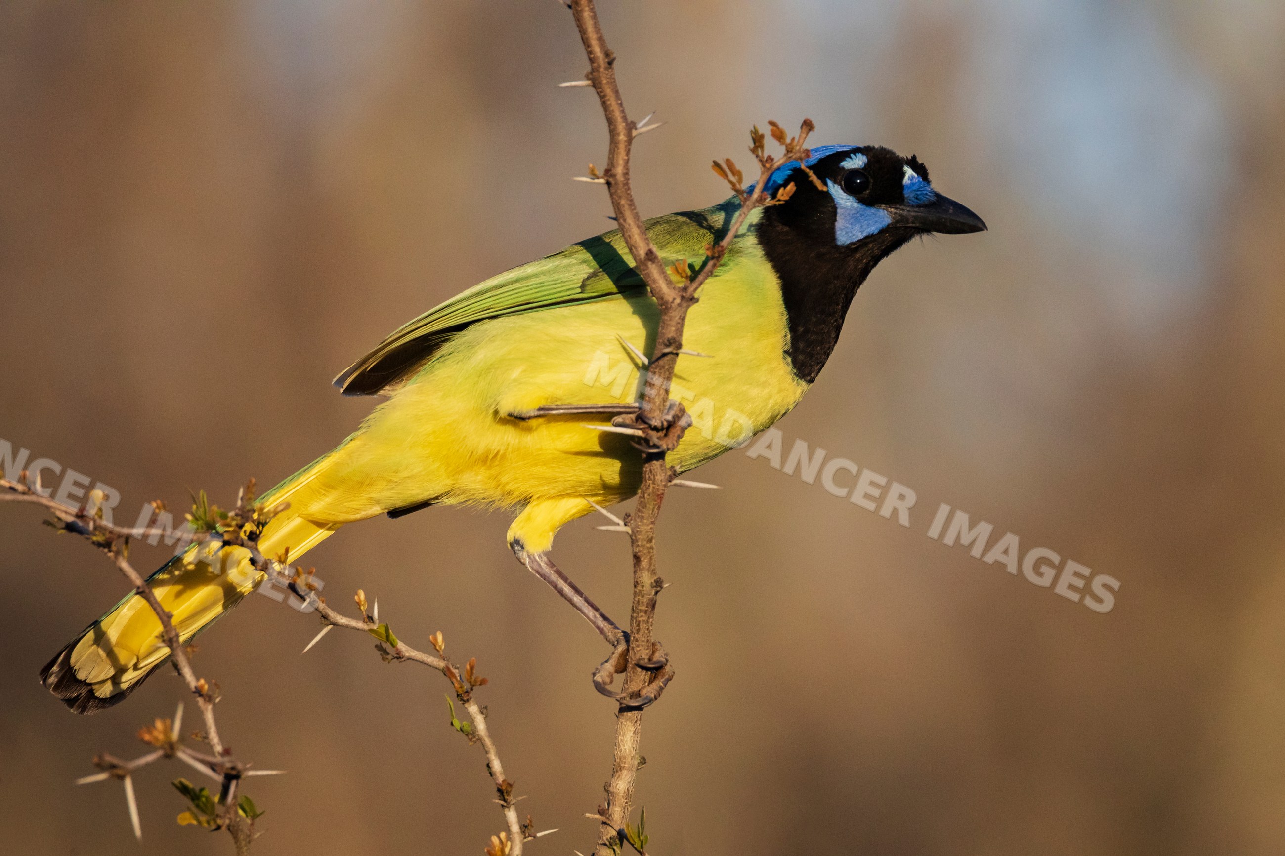 Green Jay perched on thorny branch in South Texas wildlife