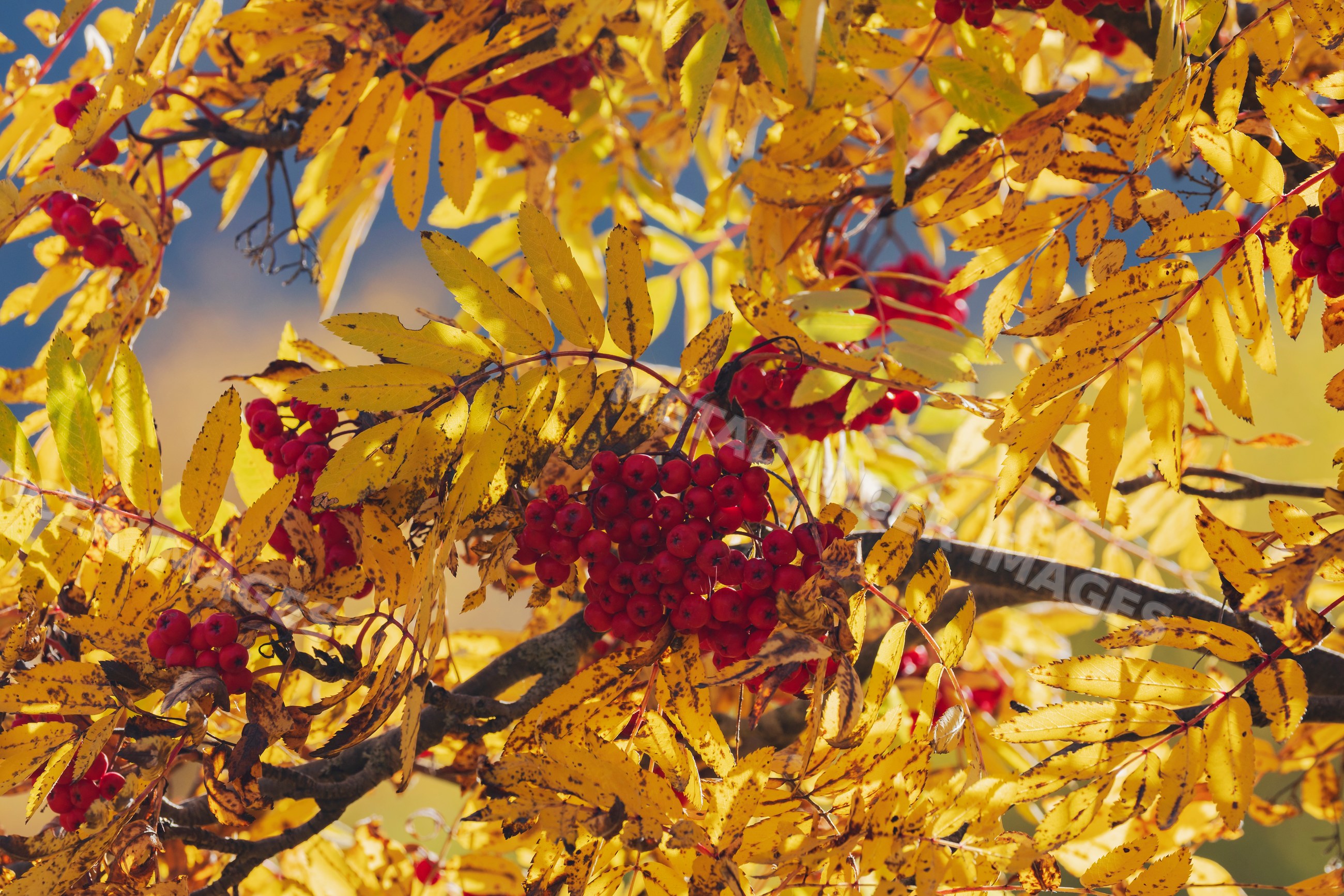 Rowan tree with red Berries and yellow autumn leaves in kazbegi