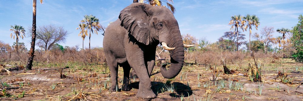 Elephant walking on dry savanna landscape with palm trees