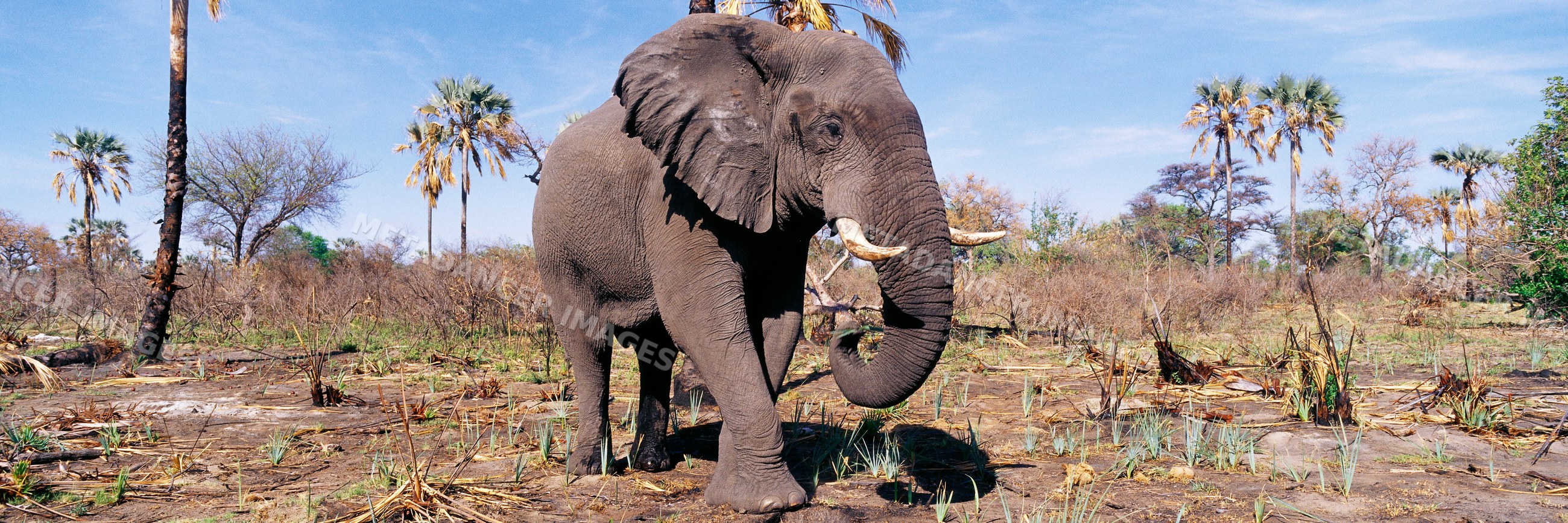 Elephant walking on dry savanna landscape with palm trees