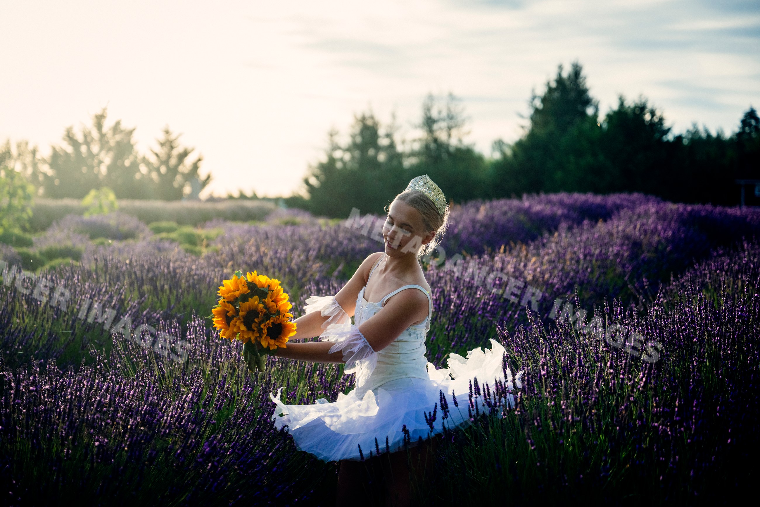 Ballet white dancer holds sunflowers in a lavender field in washington