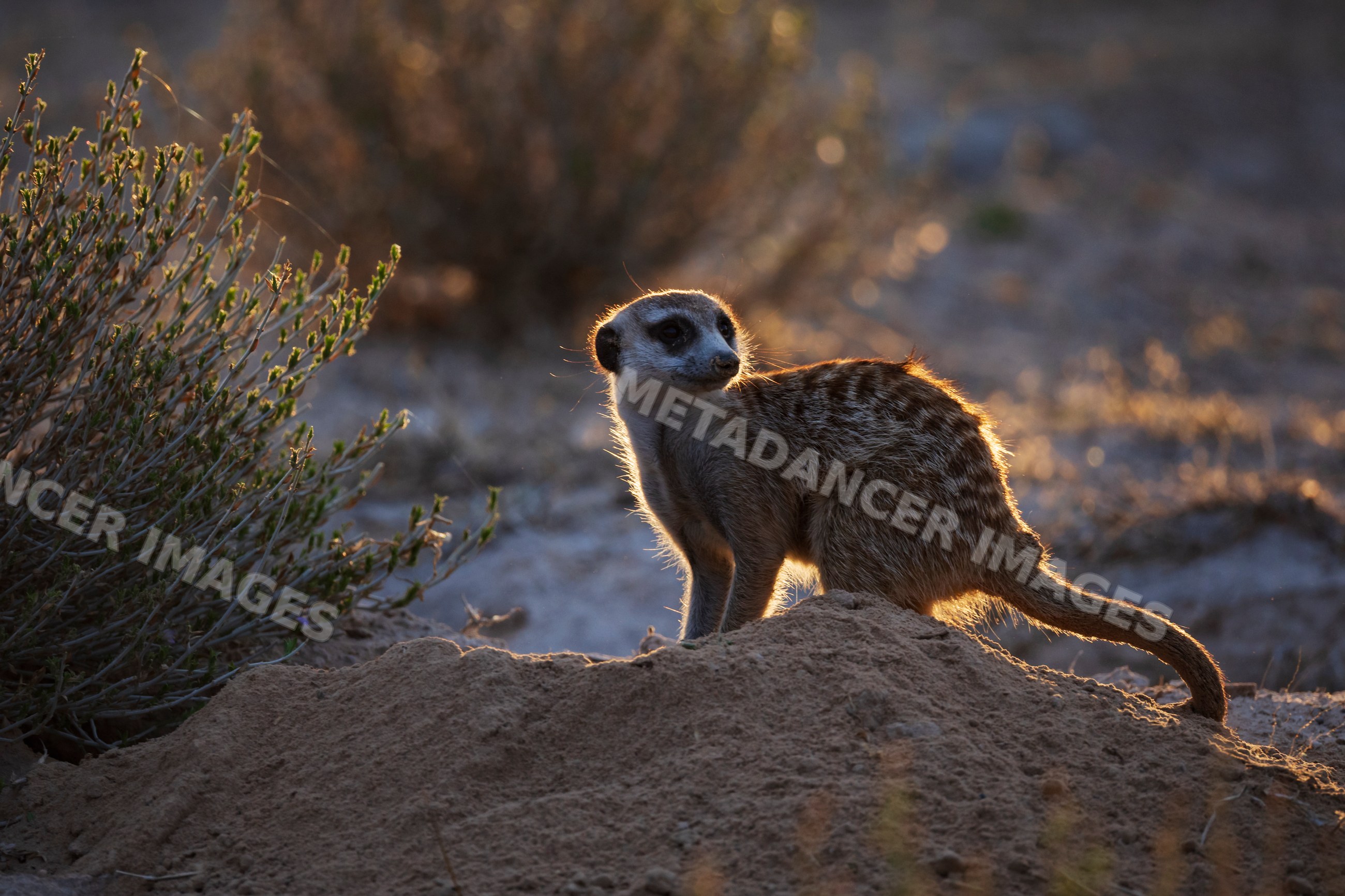 Meerkat standing on sand mound