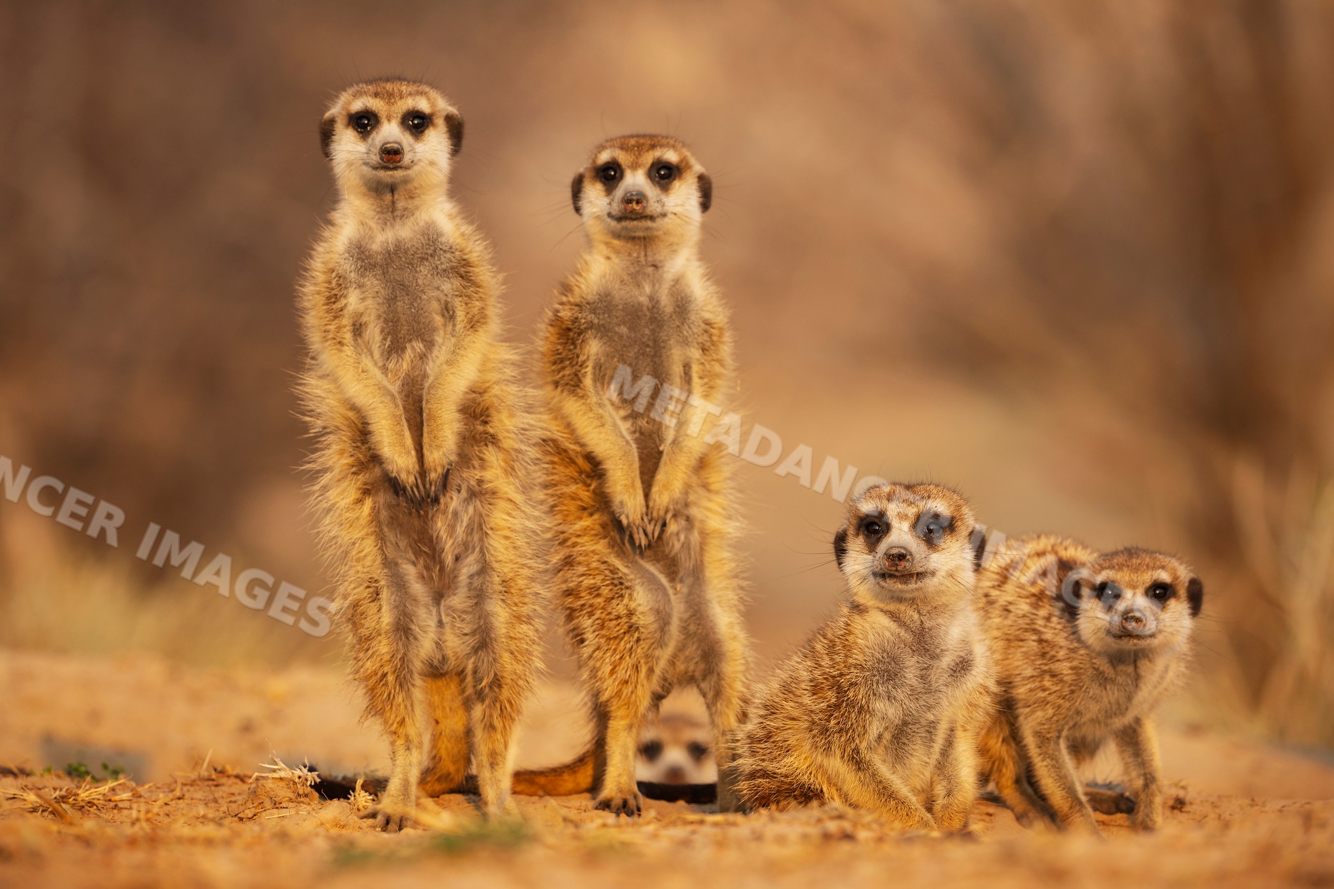 Meerkat family in Kalahari Desert at Sunrise South Africa