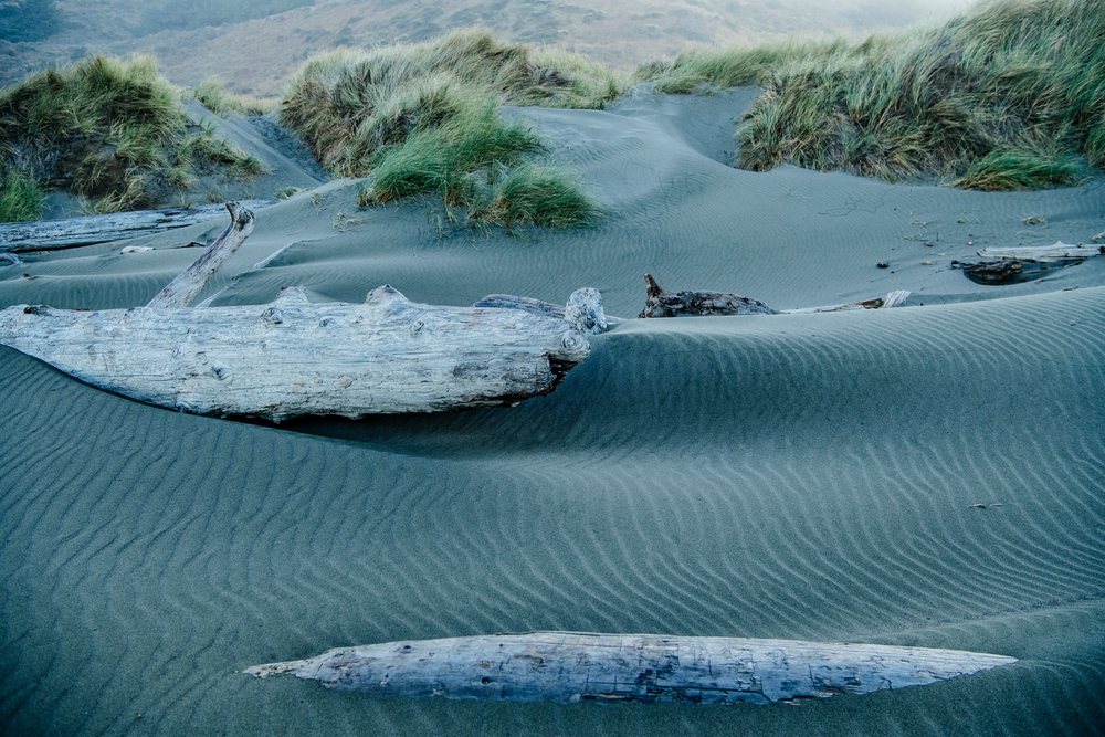 Driftwood and sand dunes with coastal grass Oregon