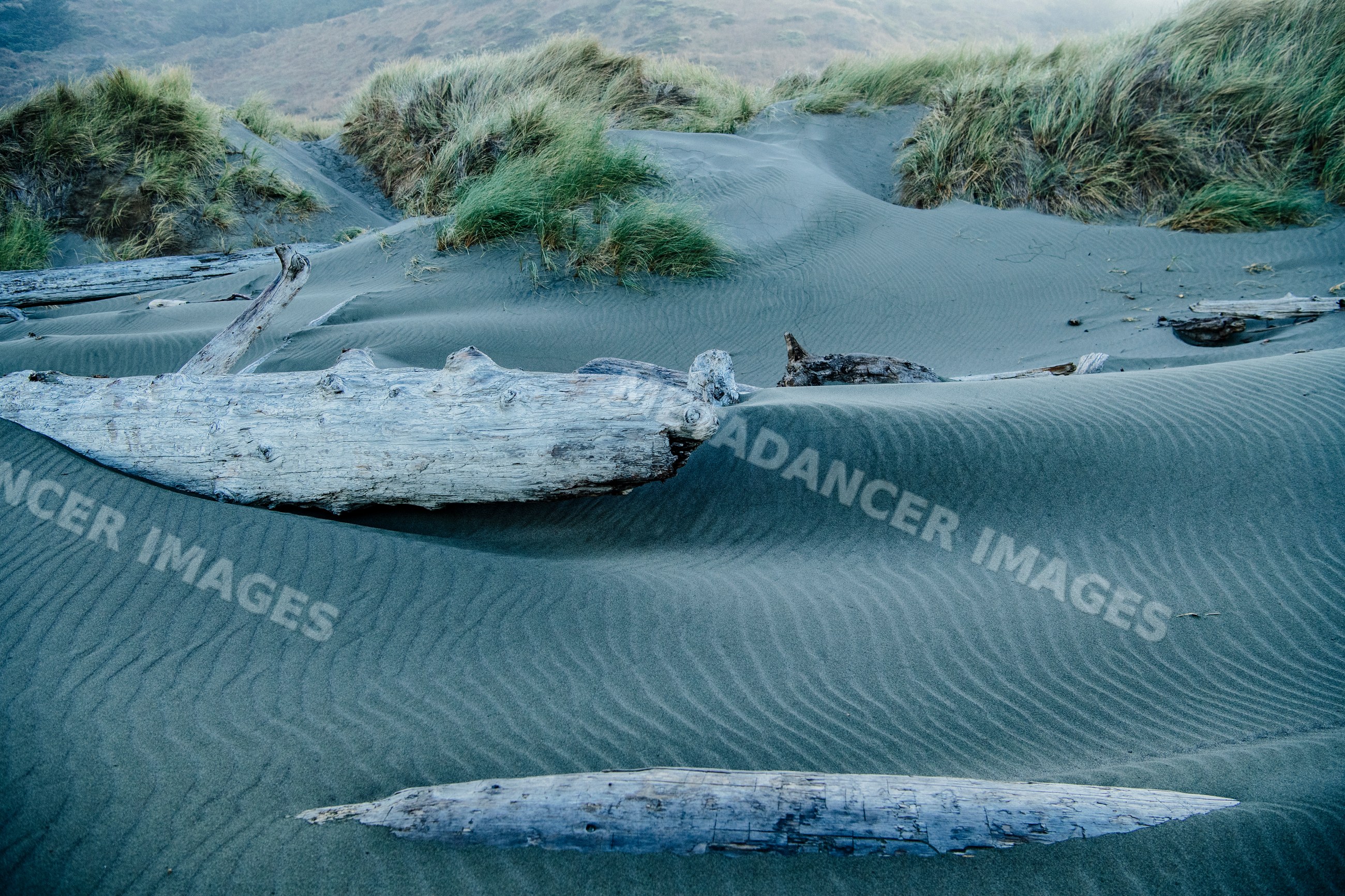 Driftwood and sand dunes with coastal grass Oregon
