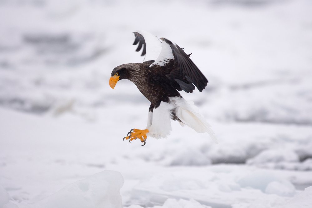 Steller's sea eagle landing on ice floe, hokkaido