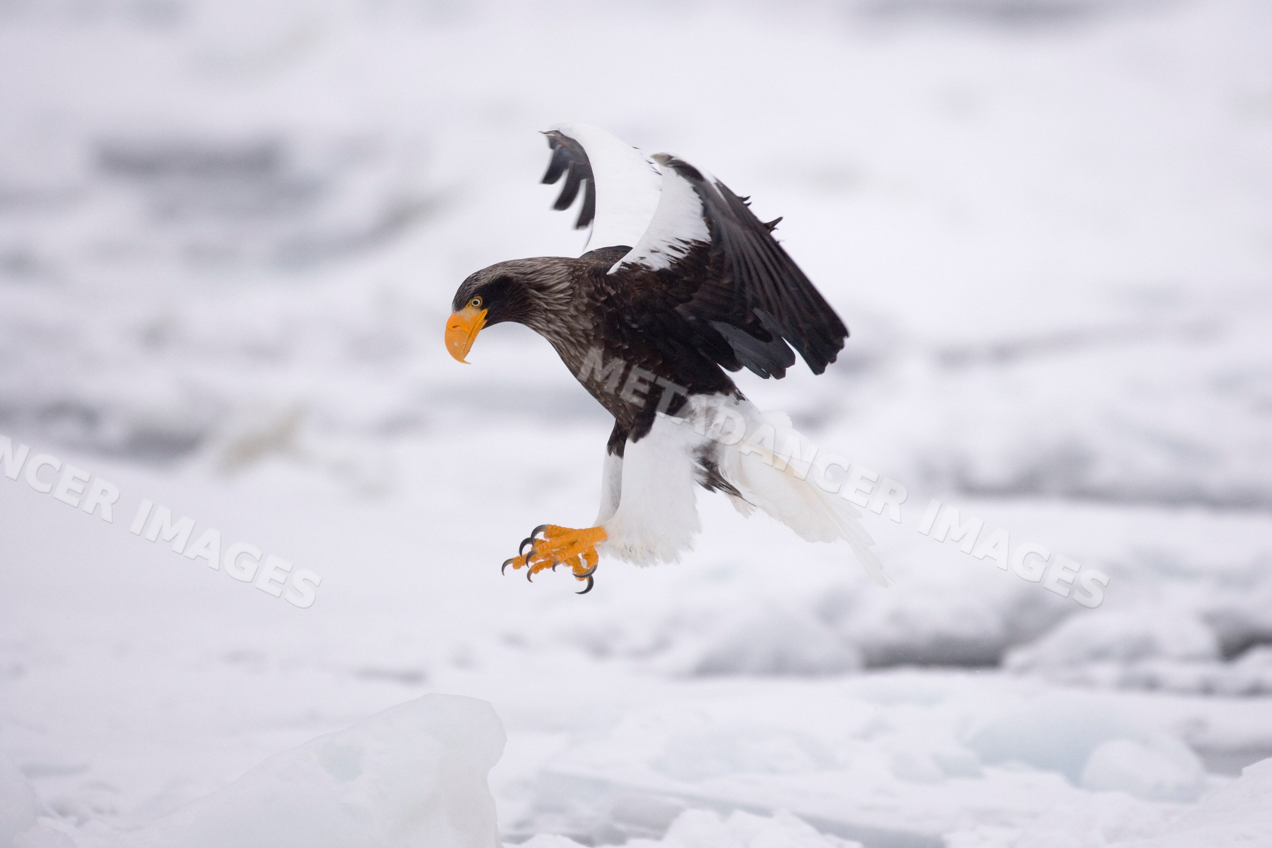 Steller's sea eagle landing on ice floe, hokkaido