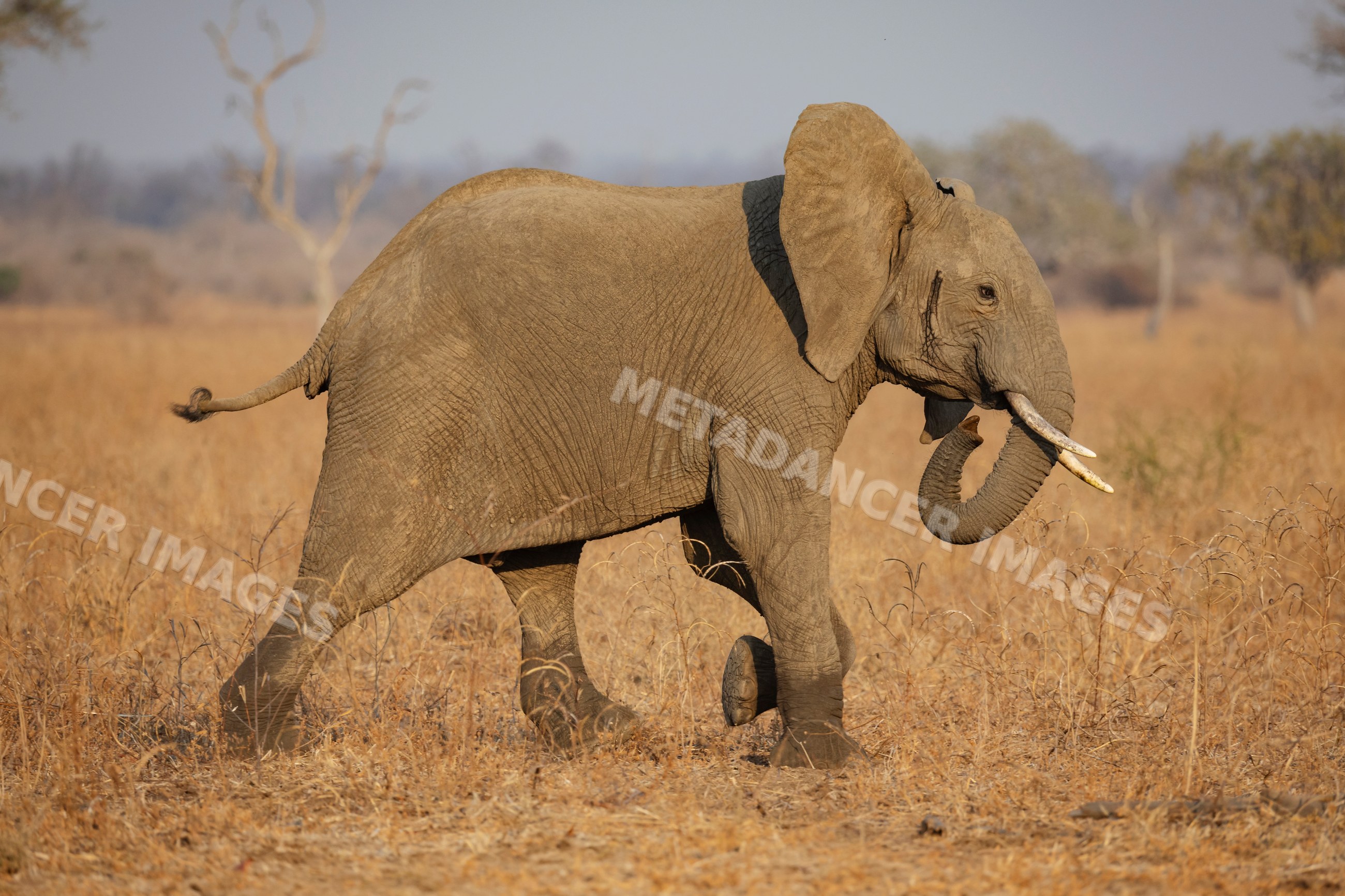Juvenile Male elephant walking in South Luangwa national park, Zambia