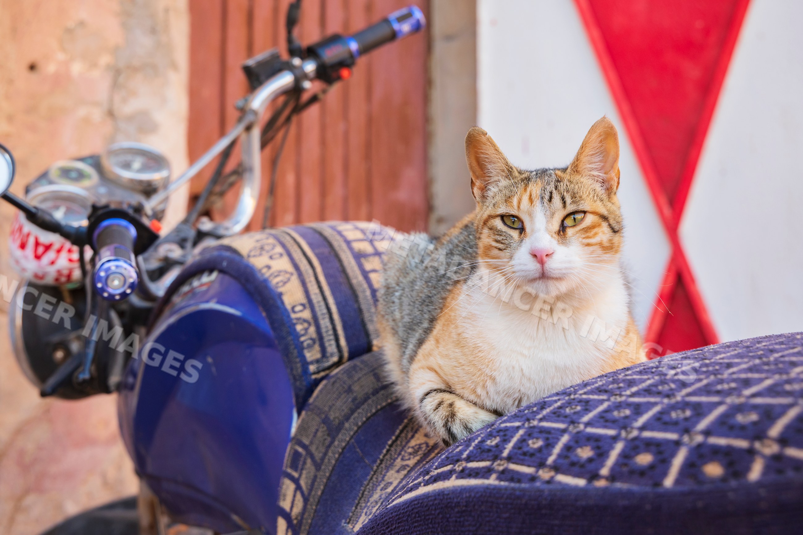Cat resting on patterned motorcycle seat