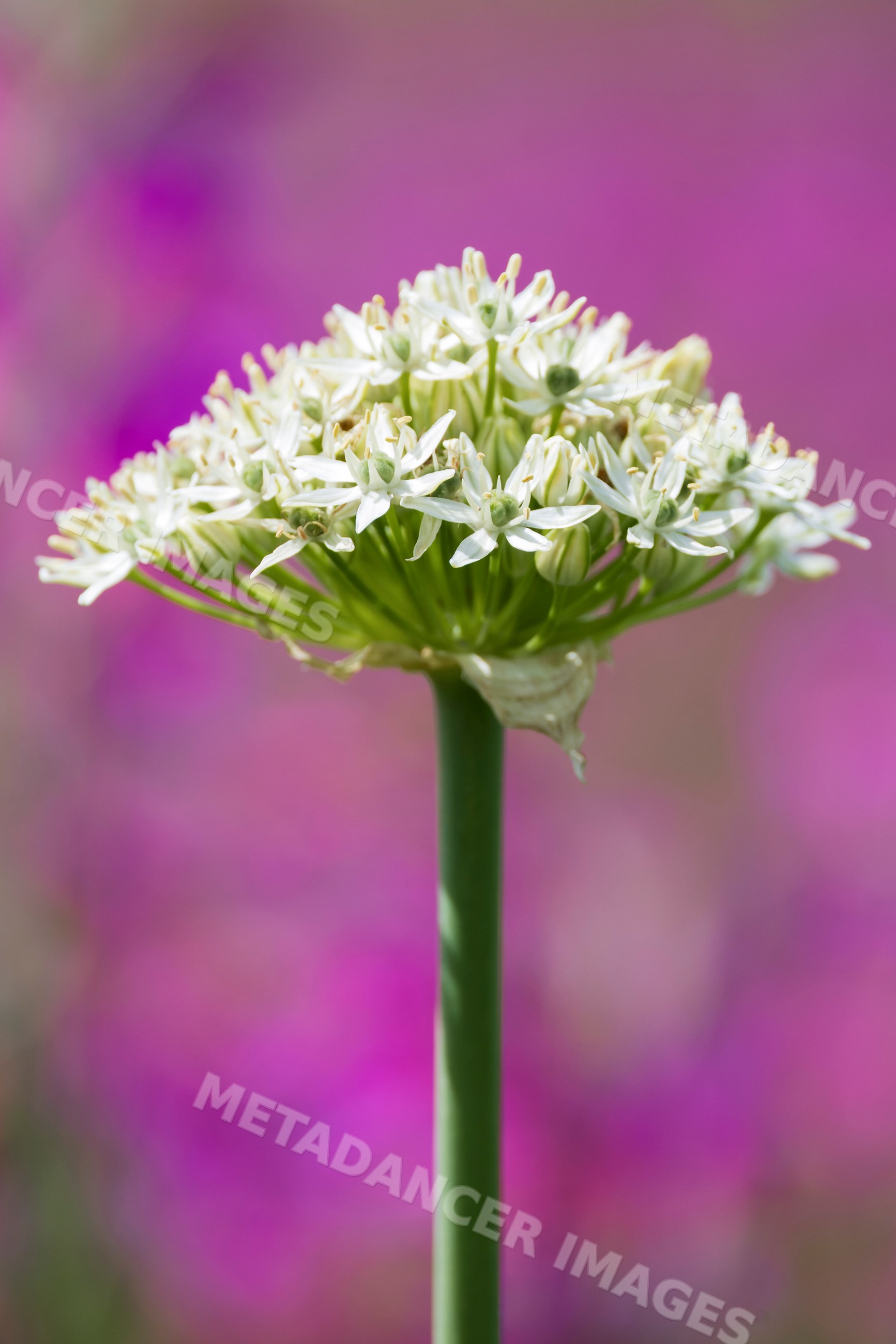 White flower inflorescence on green stem in ricadi, calabria, Italy