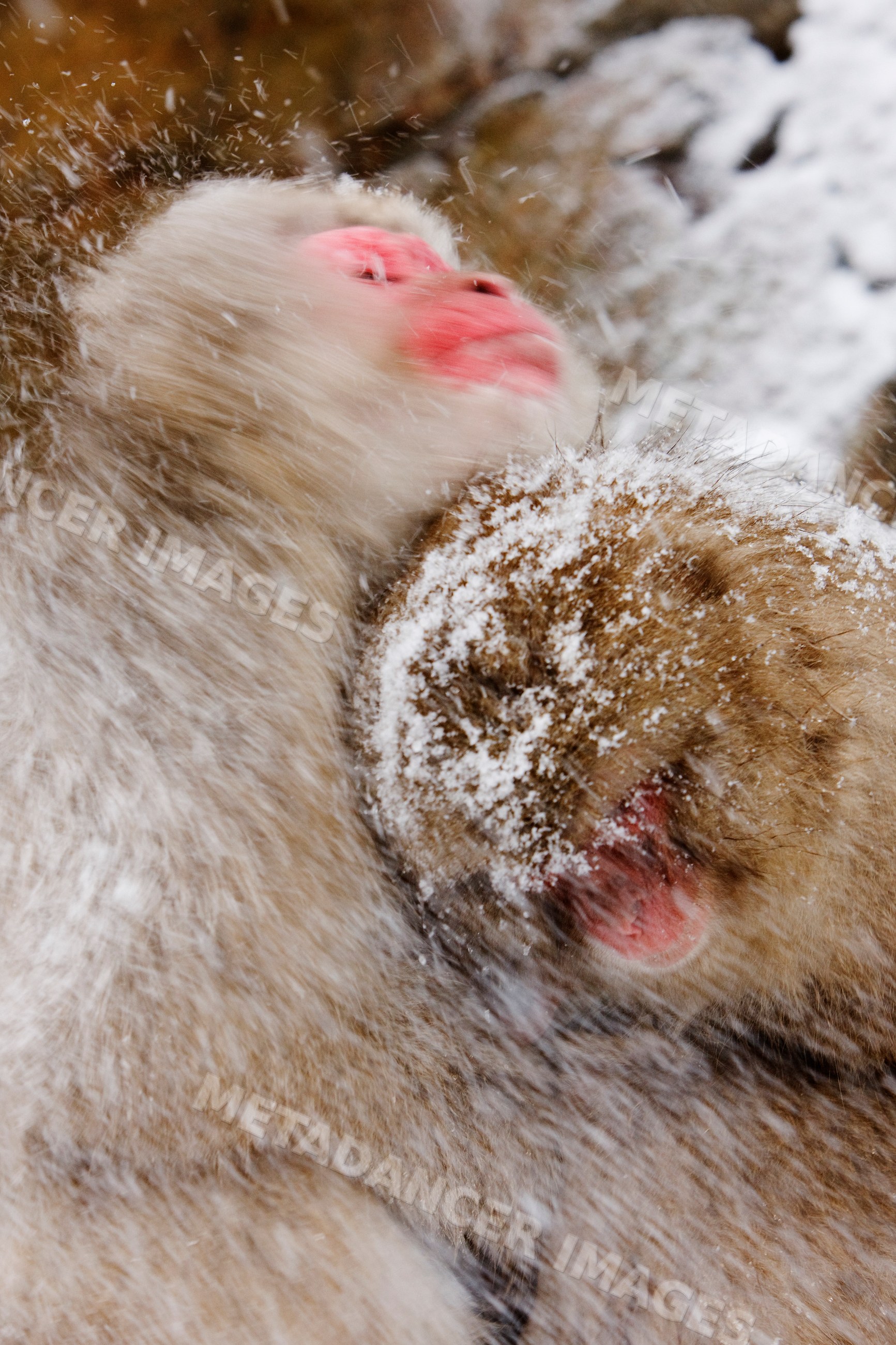 Japanese macaques grooming in snowy jigokudani onsen, nagano japan