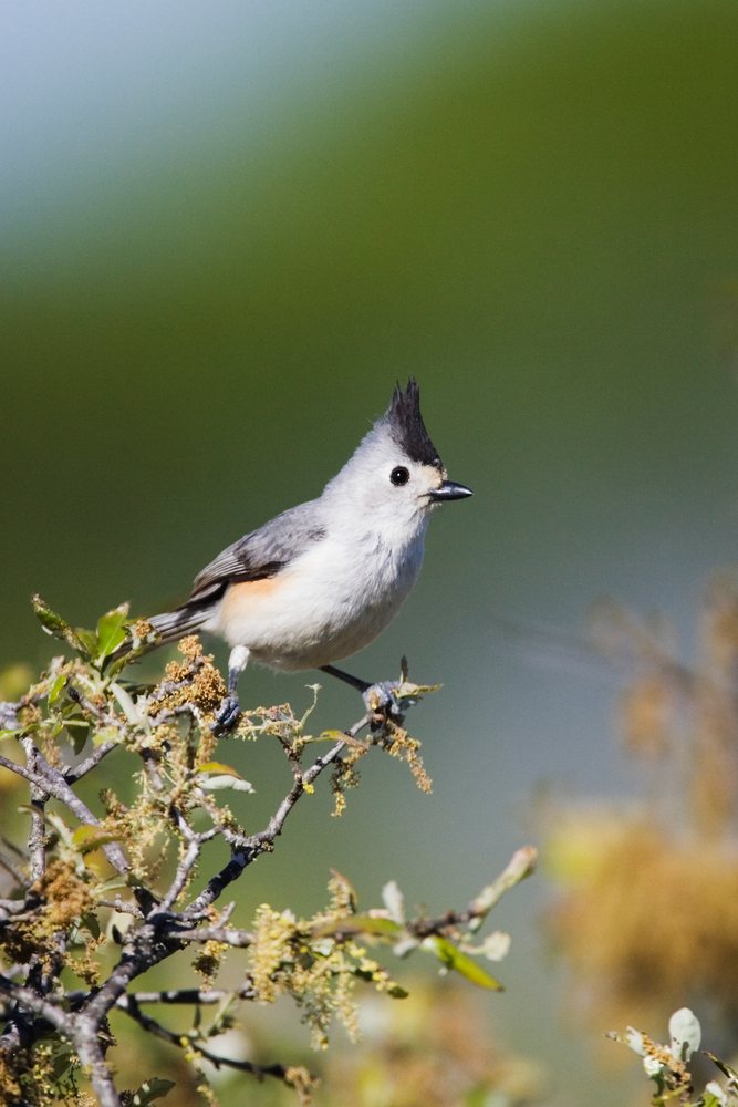 Tufted titmouse perched on leafy branch