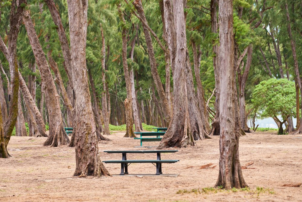 Picnic tables set in a forested park with tall trees in a park